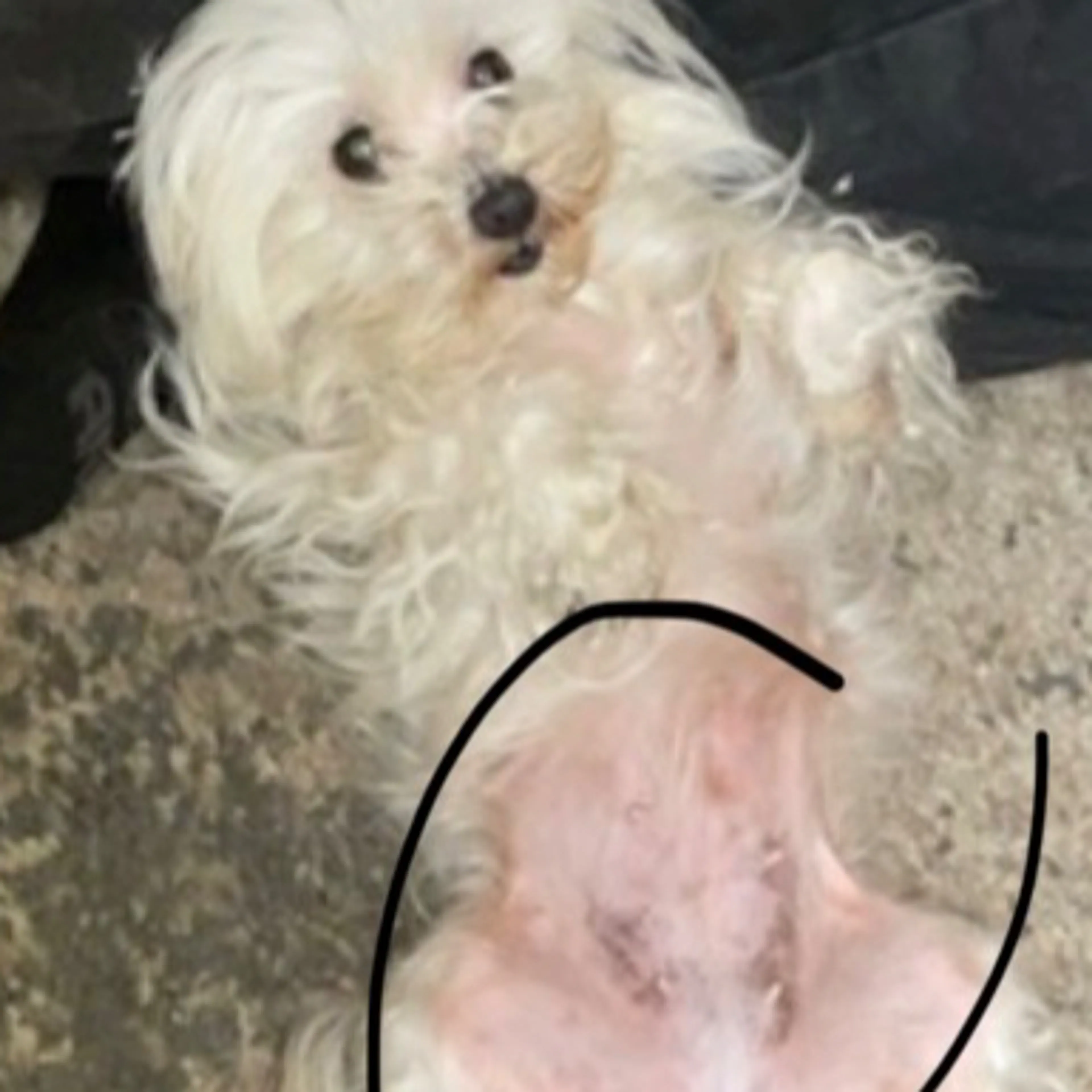 Lost pet-3