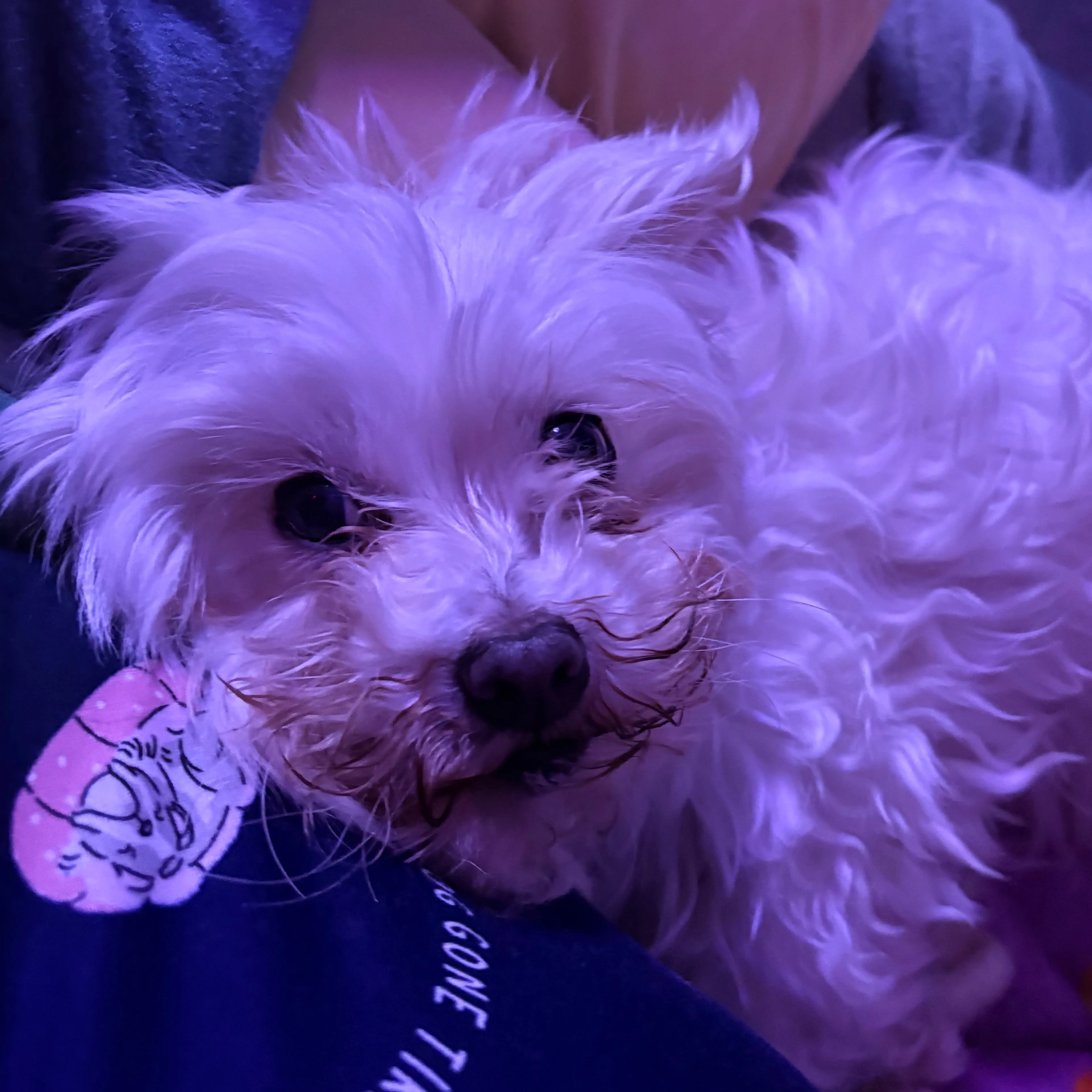 Lost pet-2