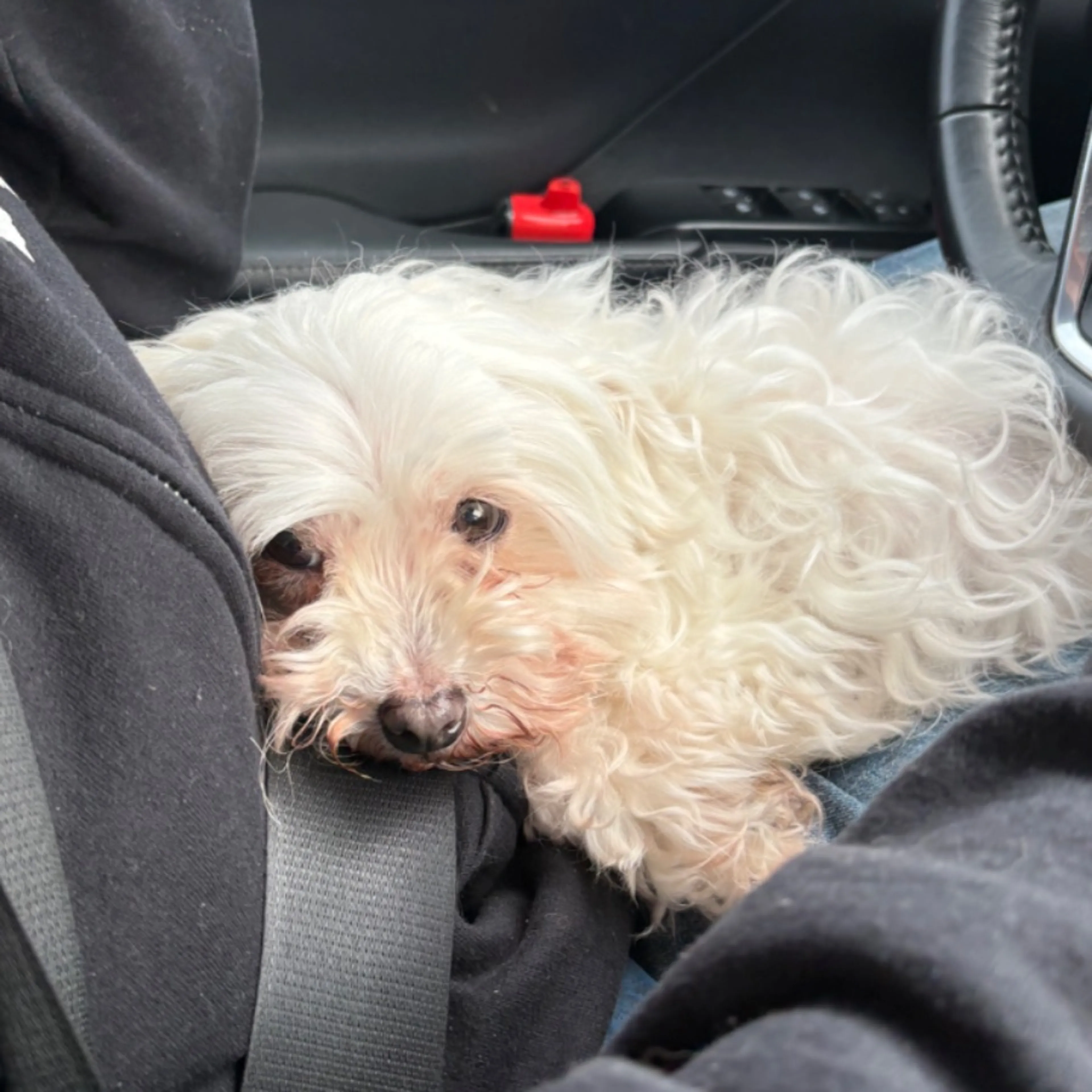 Lost pet-0