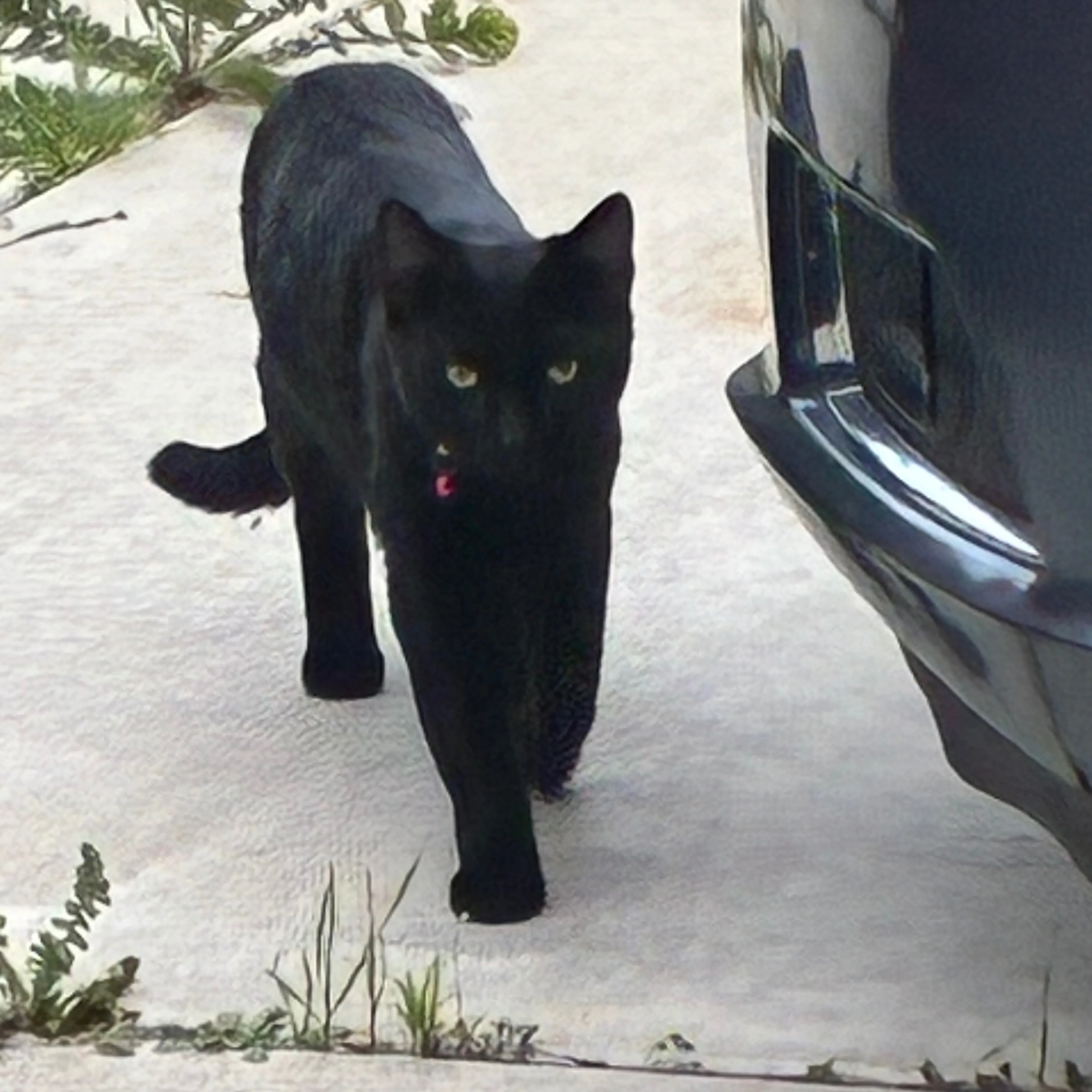 Lost pet-1