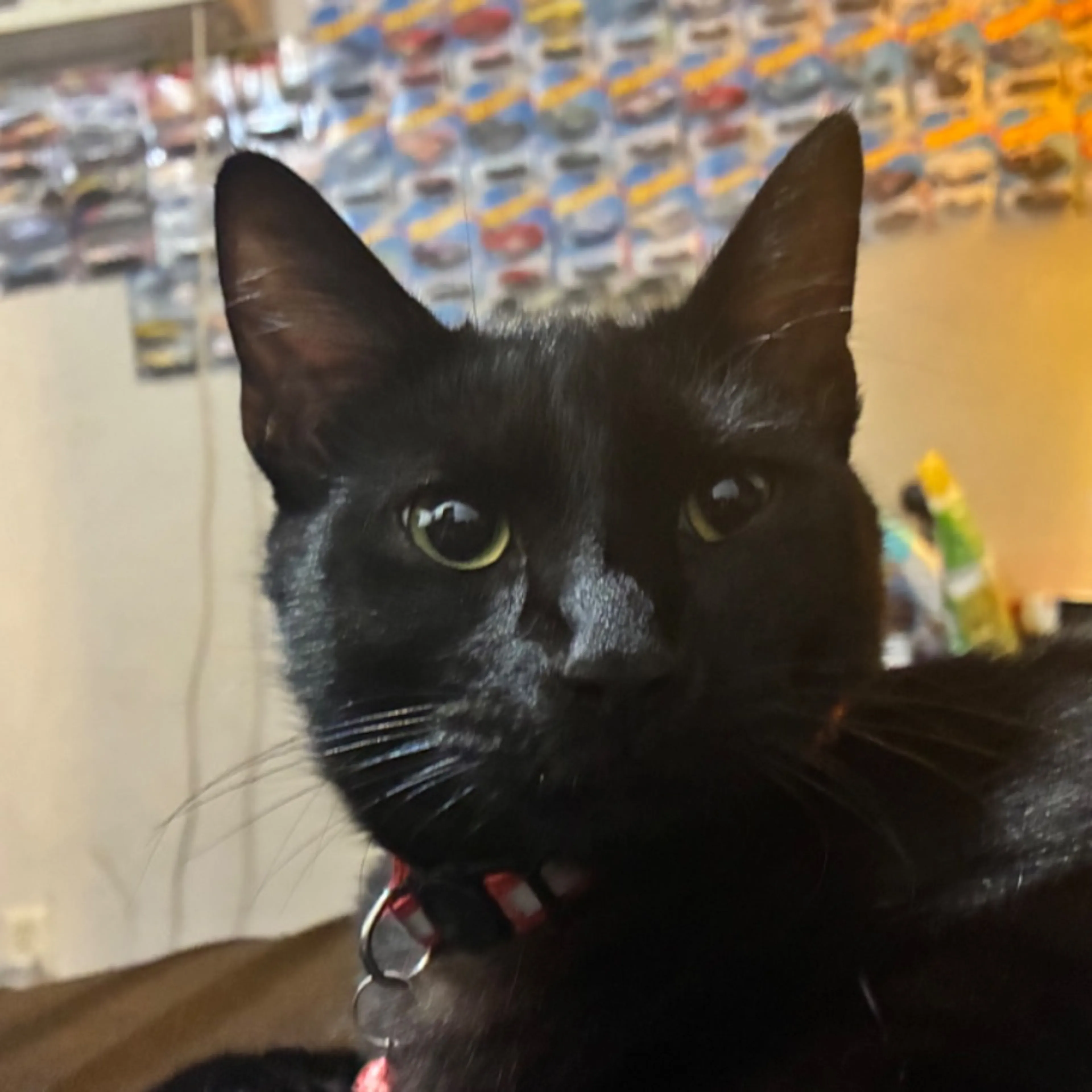 Lost pet-0