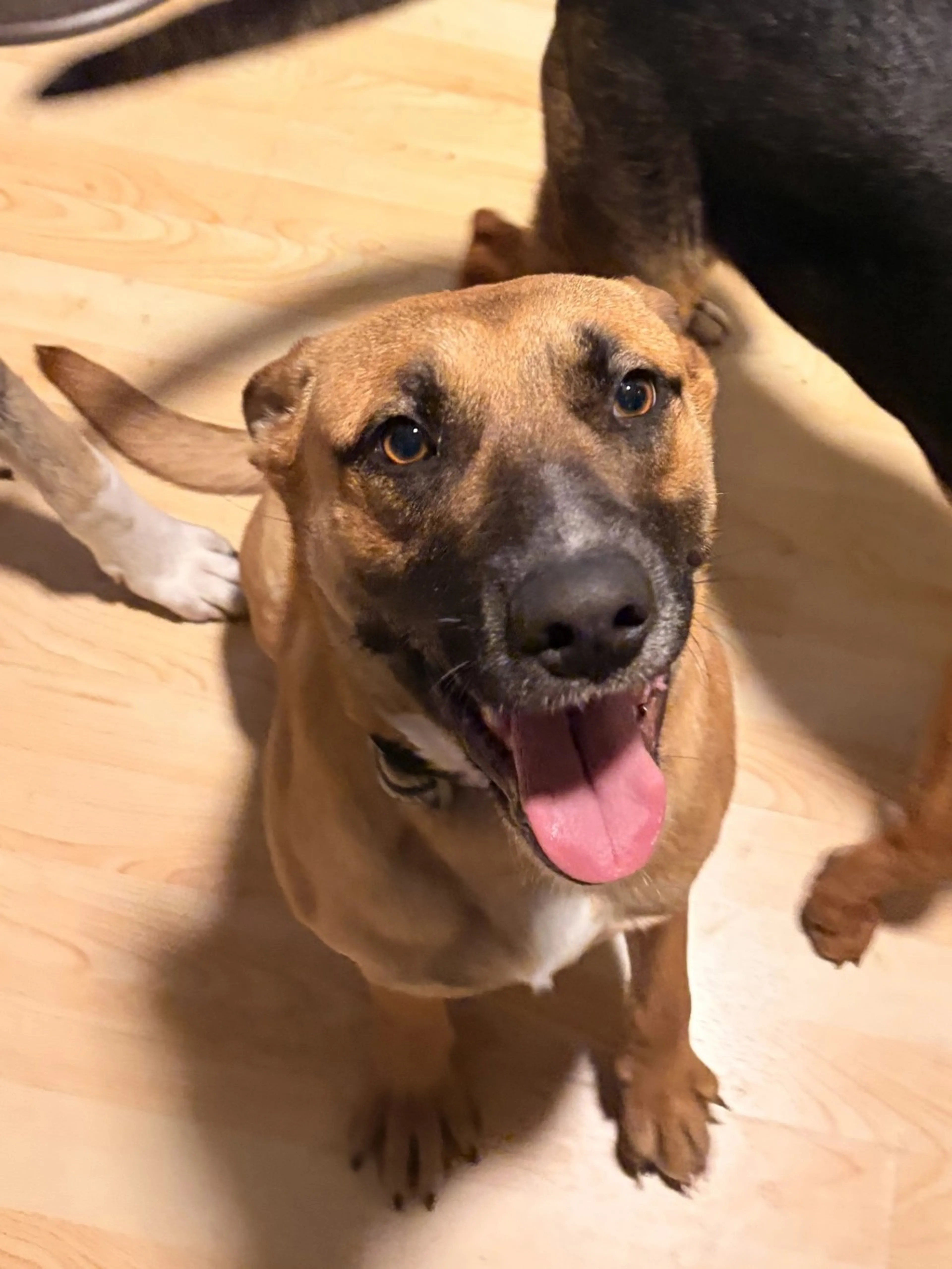 Found pet