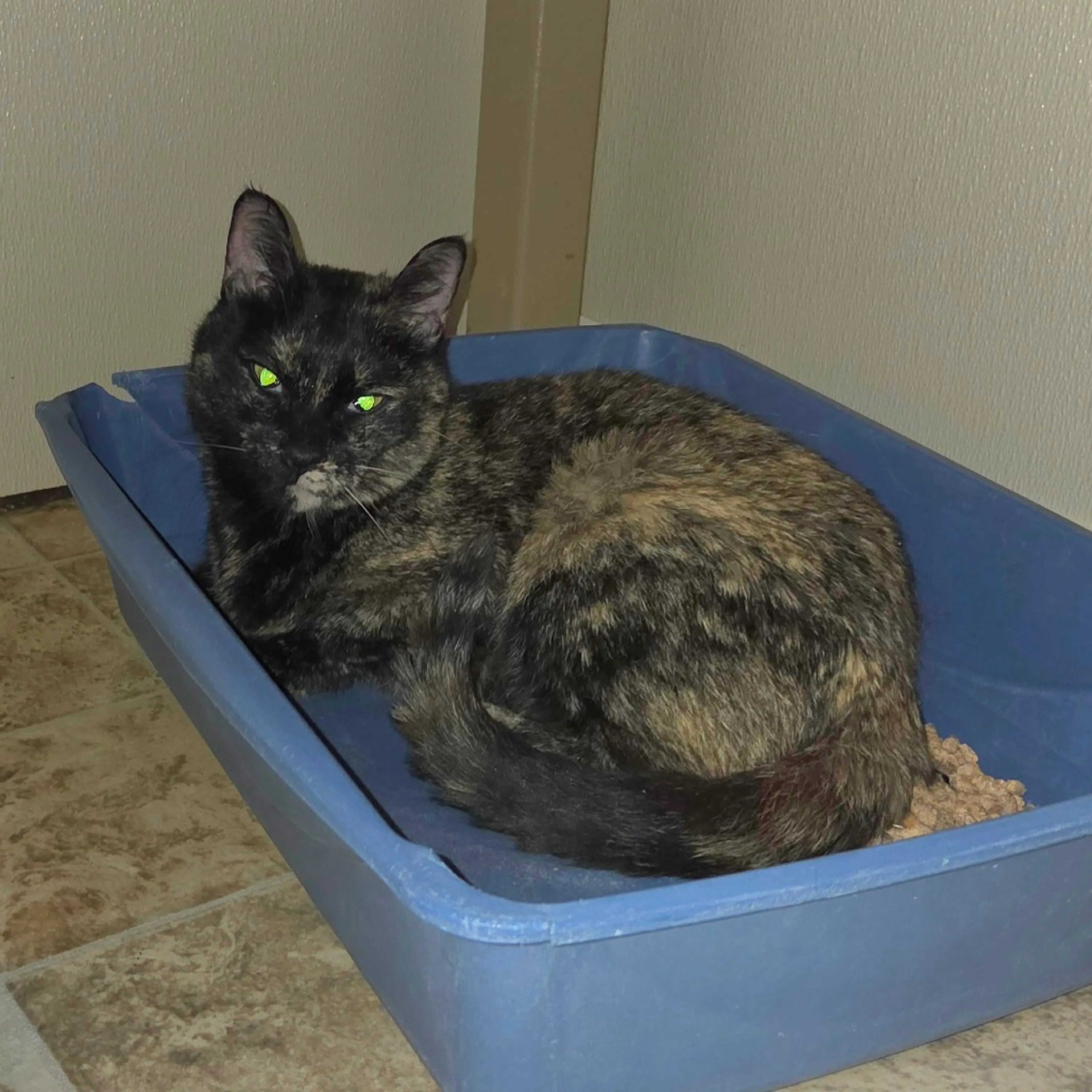 Found pet-1