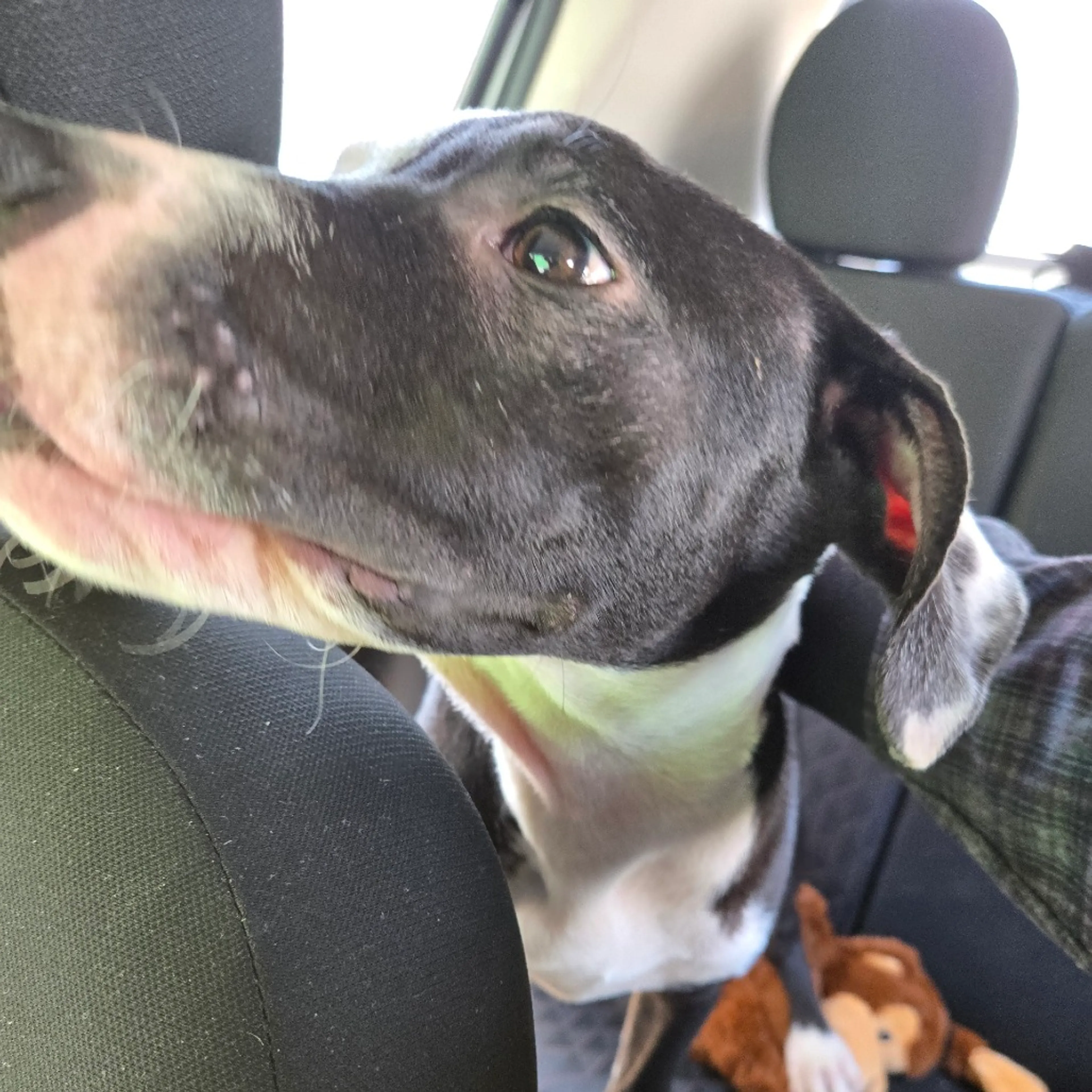 Found pet-9