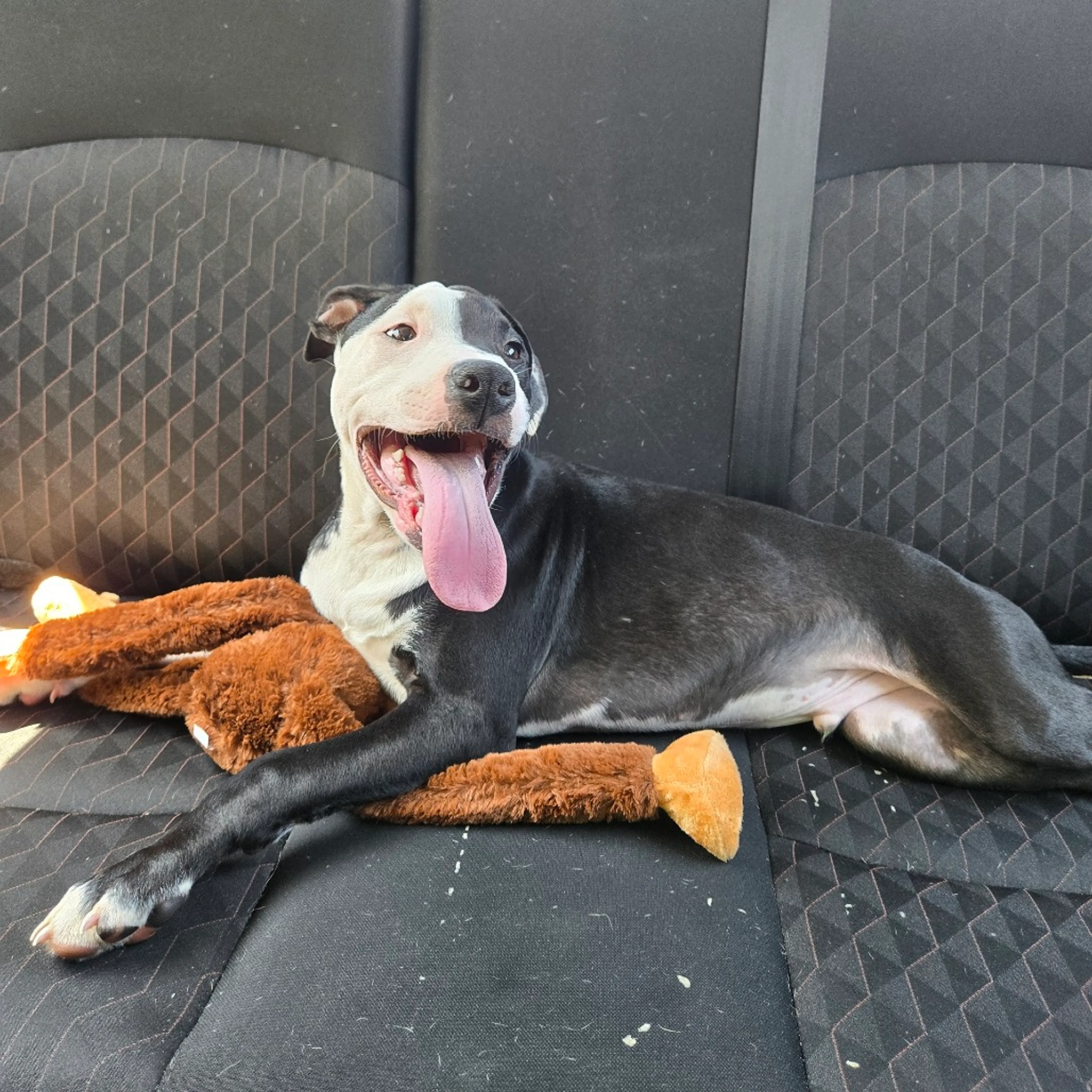 Found pet-8