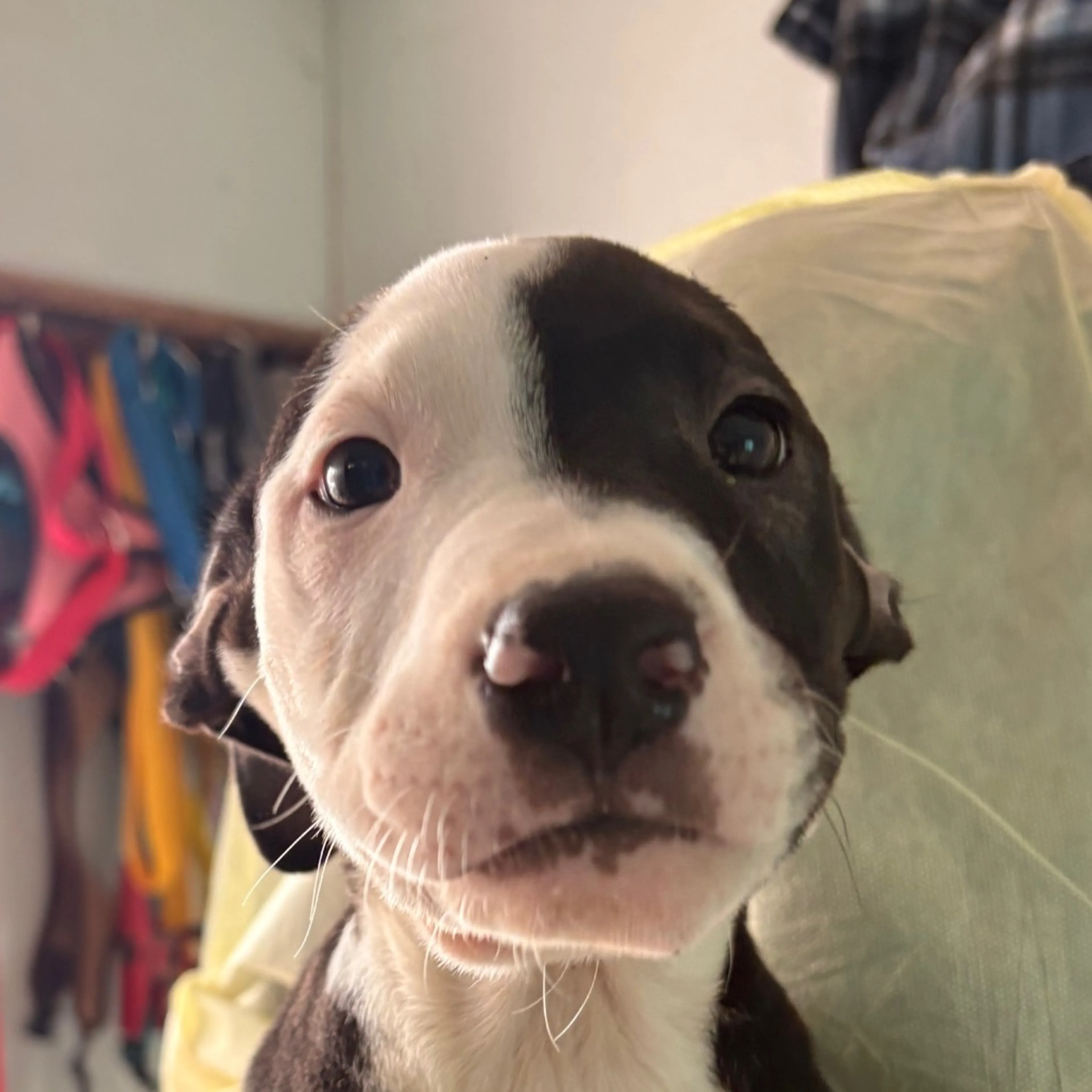 Found pet-2