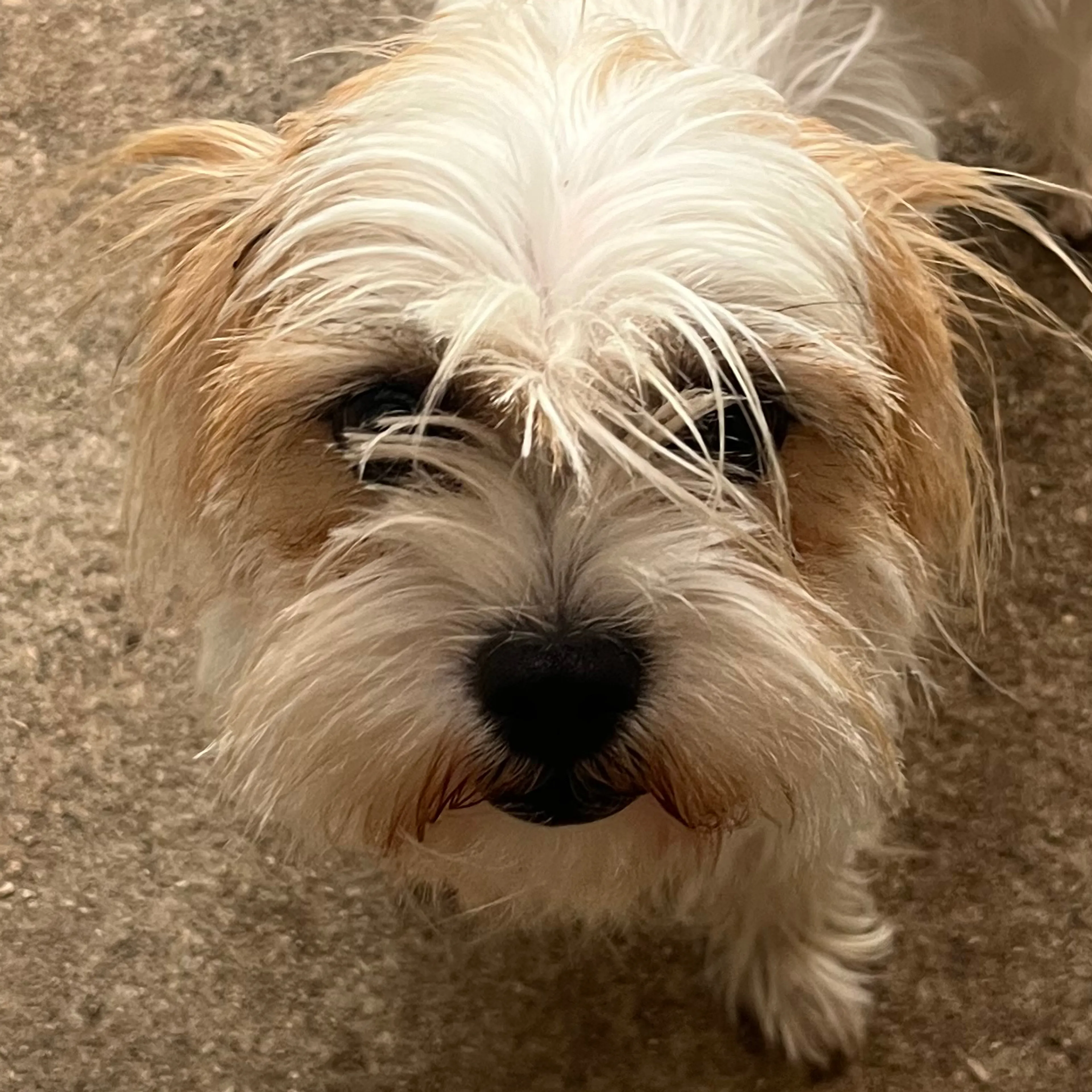 Lost pet-2