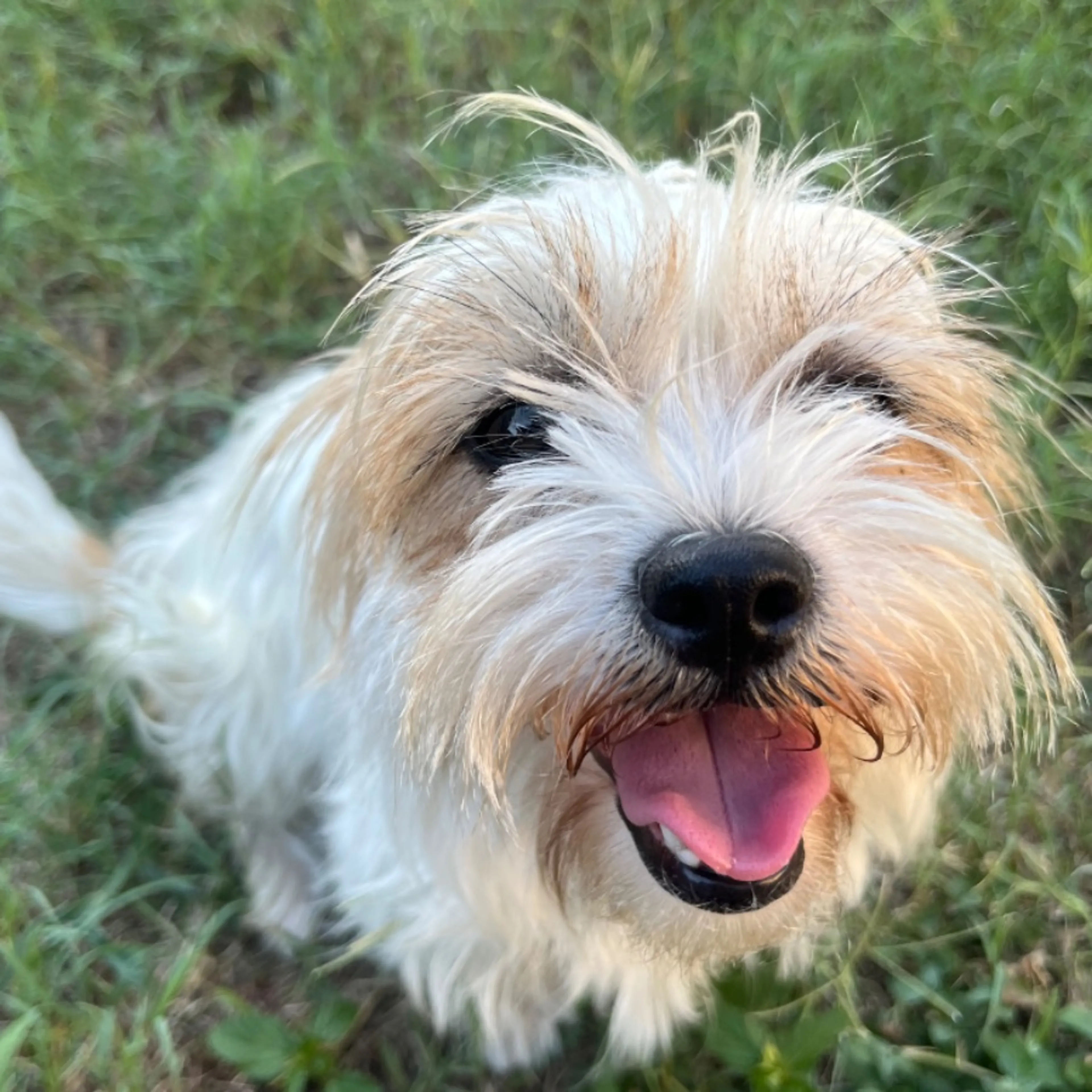 Lost pet-0
