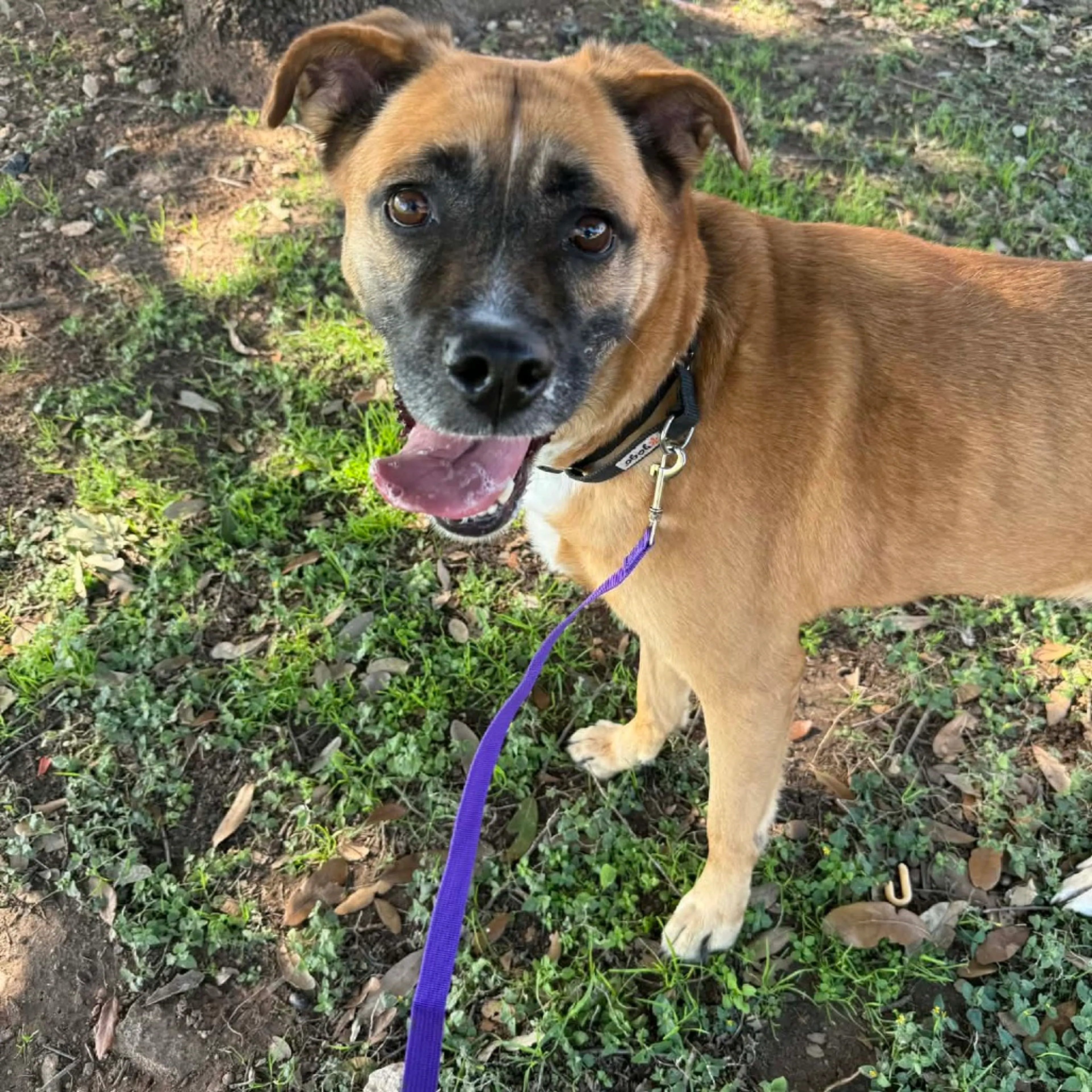 Found pet-5