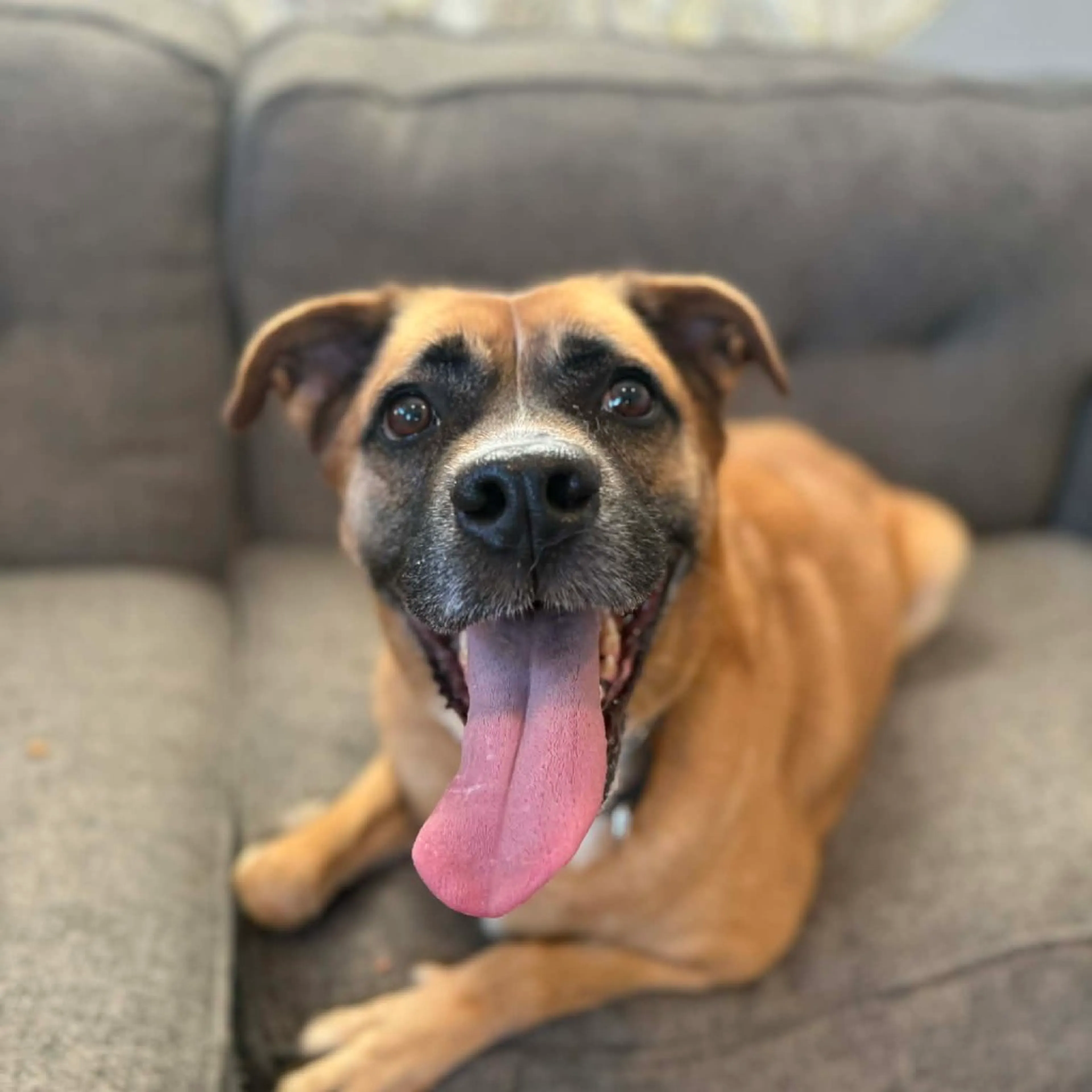 Found pet-1