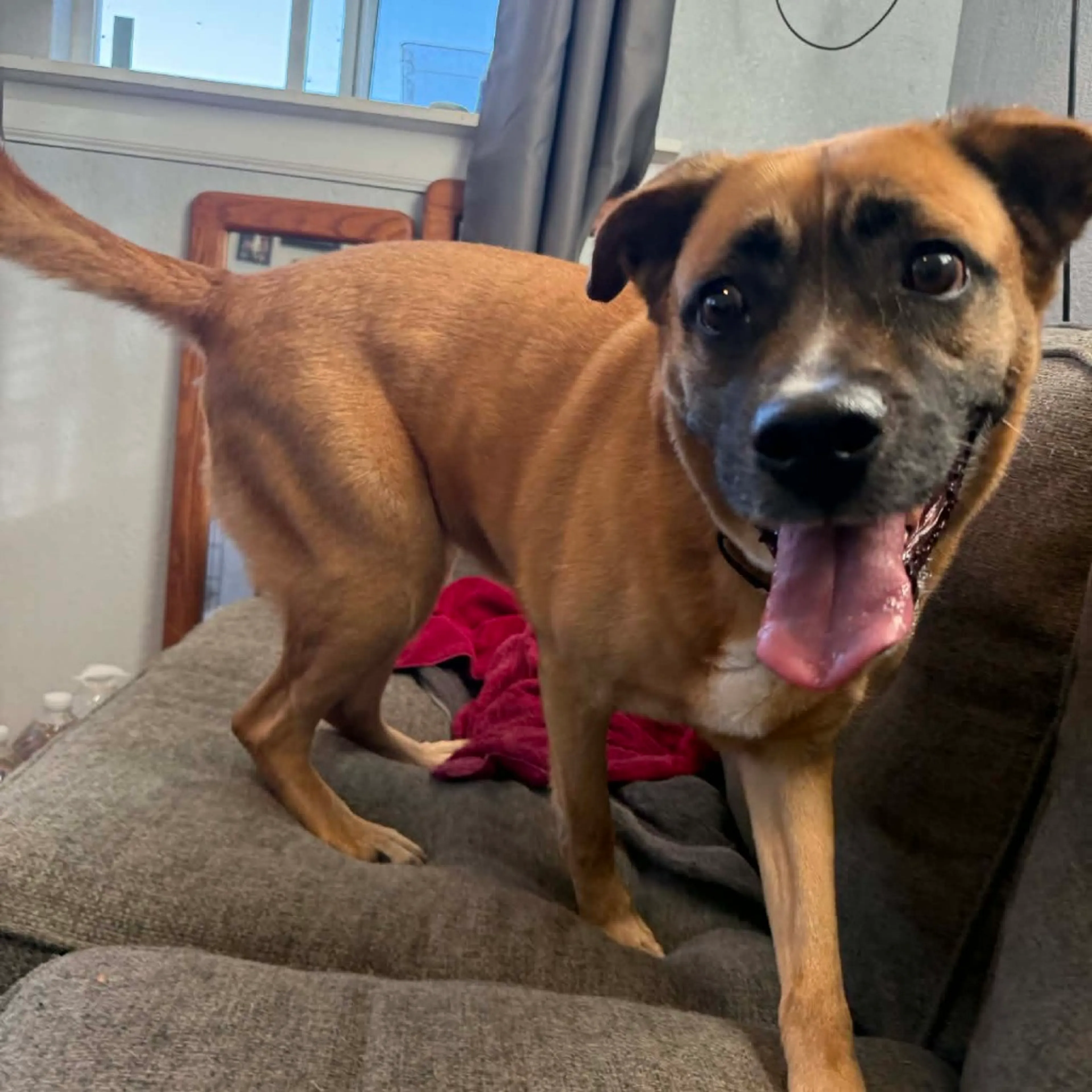Found pet-2