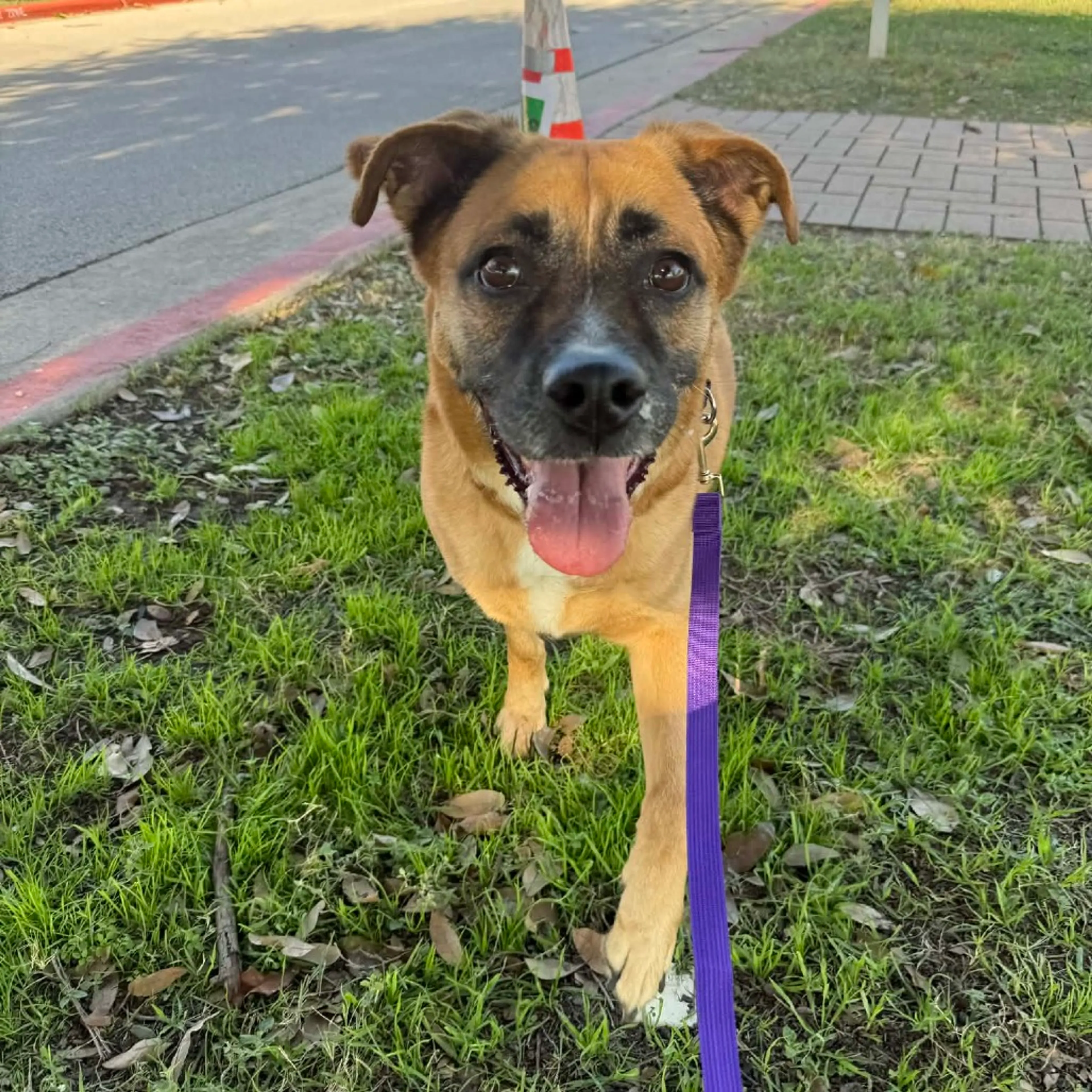 Found pet-4