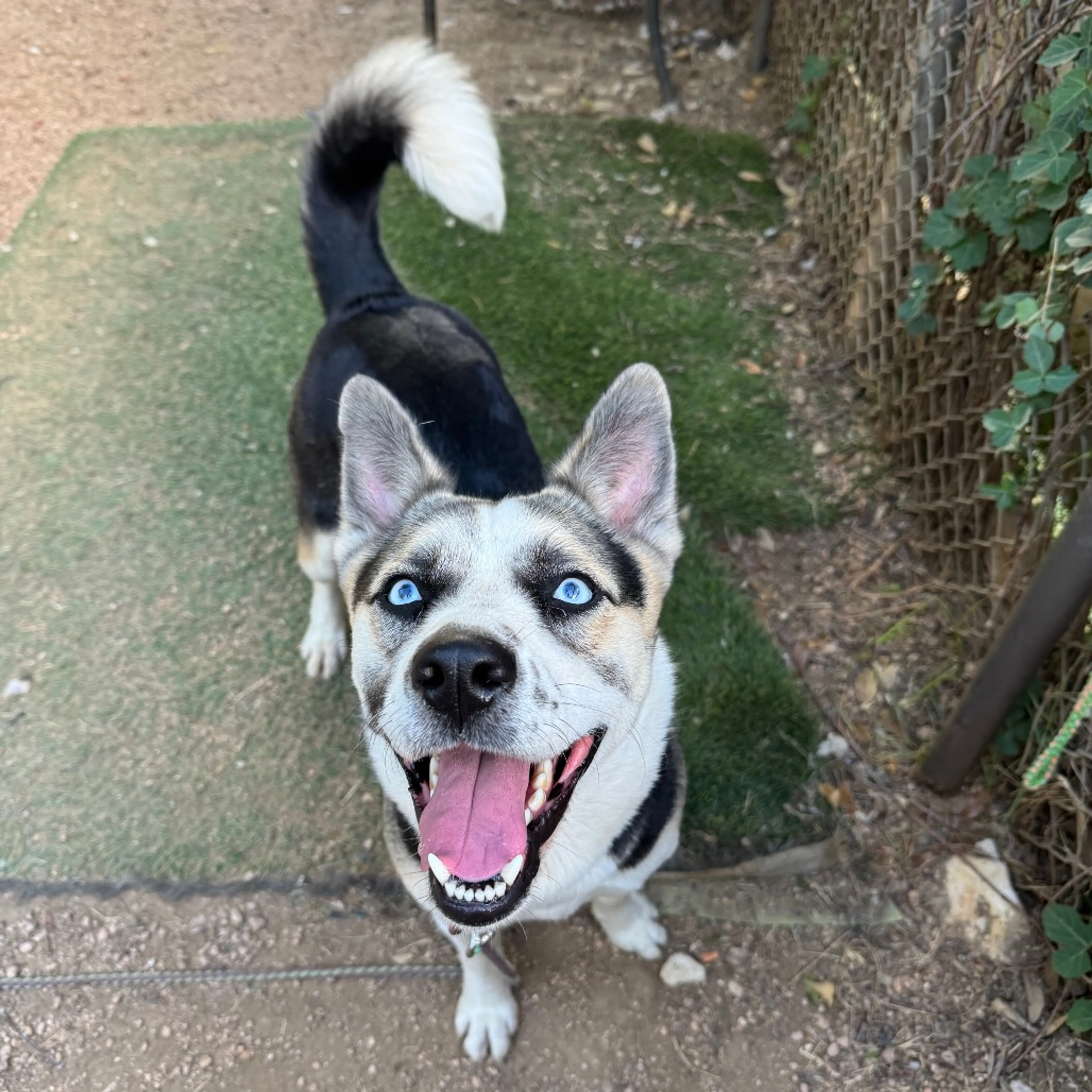 Found pet-11
