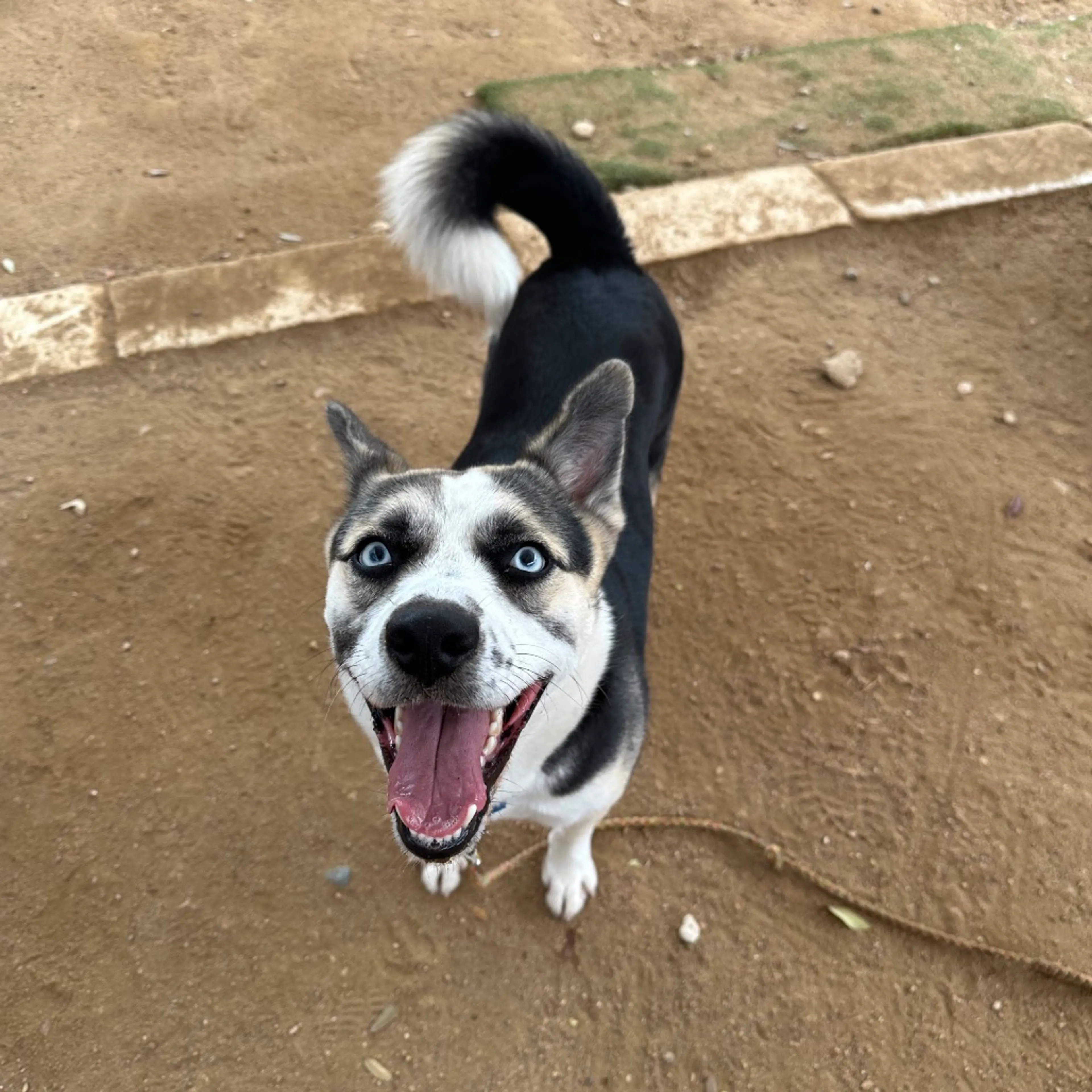 Found pet-1