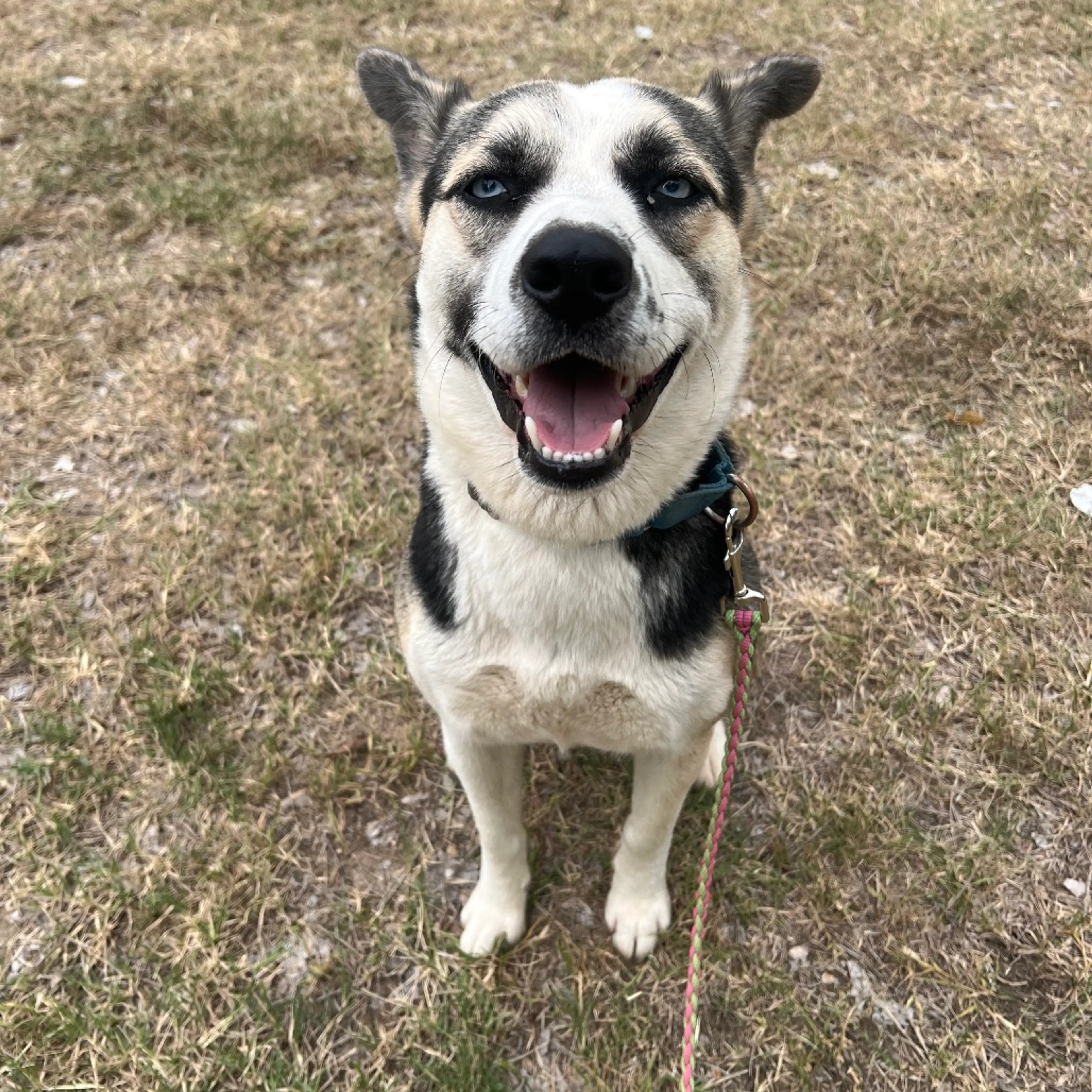 Found pet-10