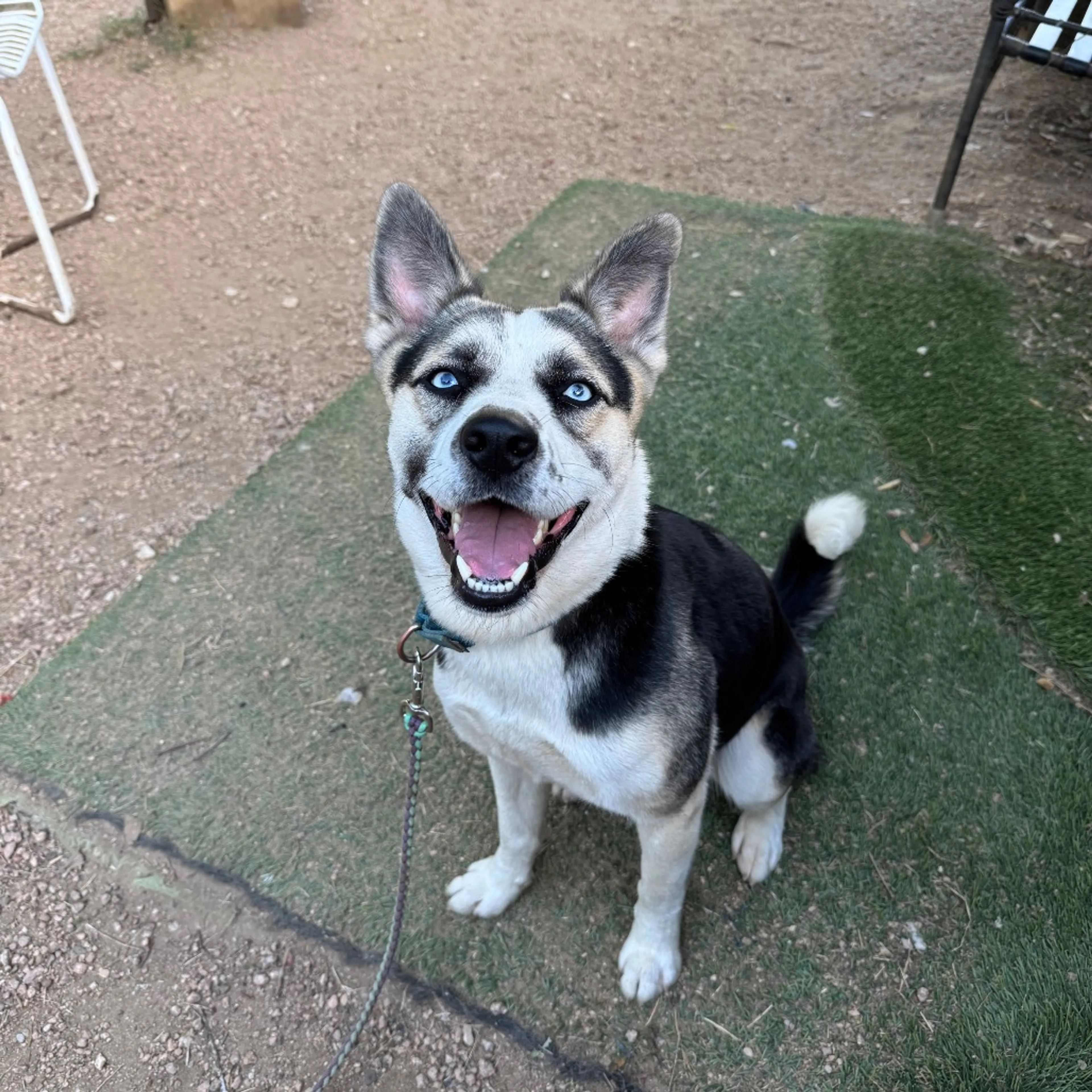 Found pet-13