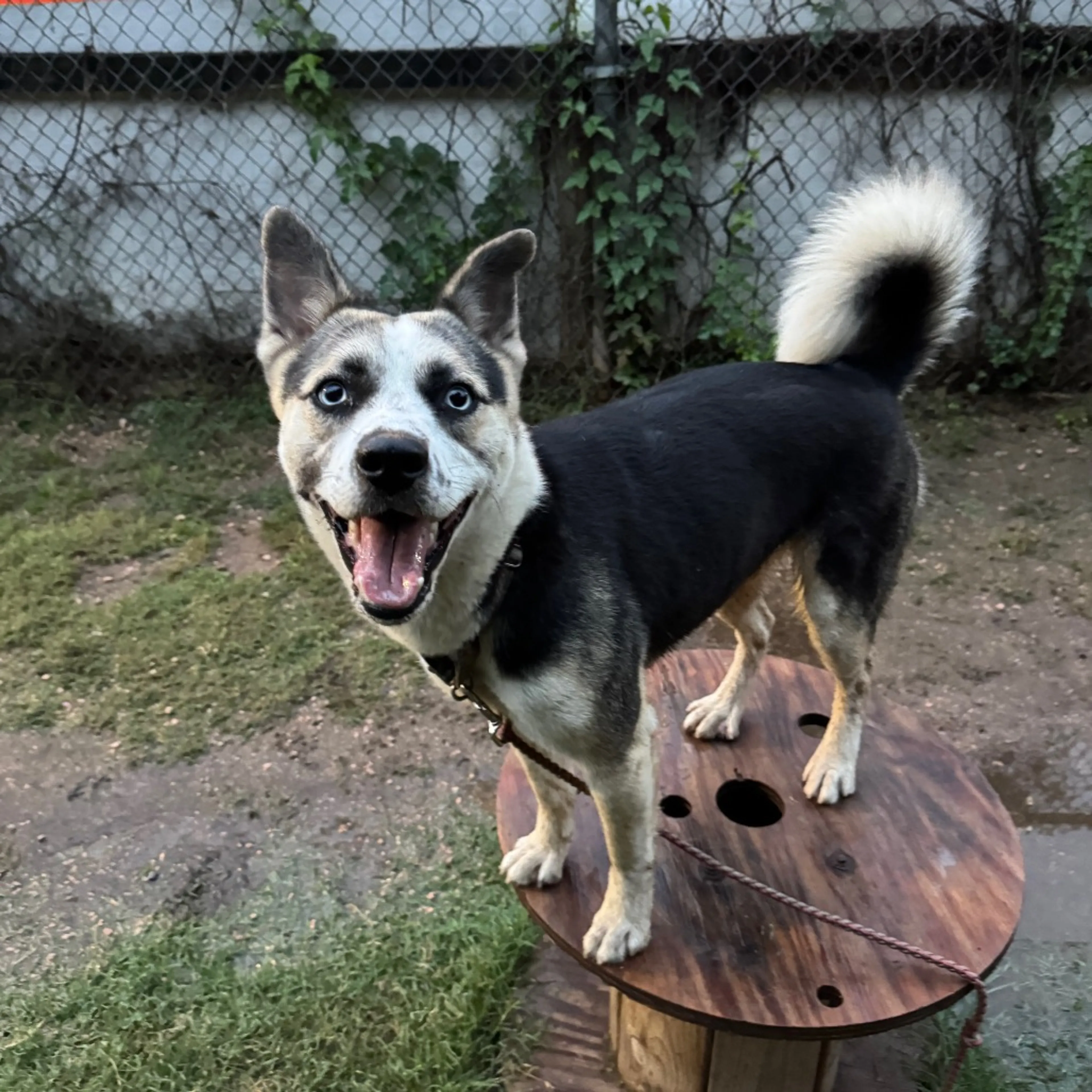 Found pet-16
