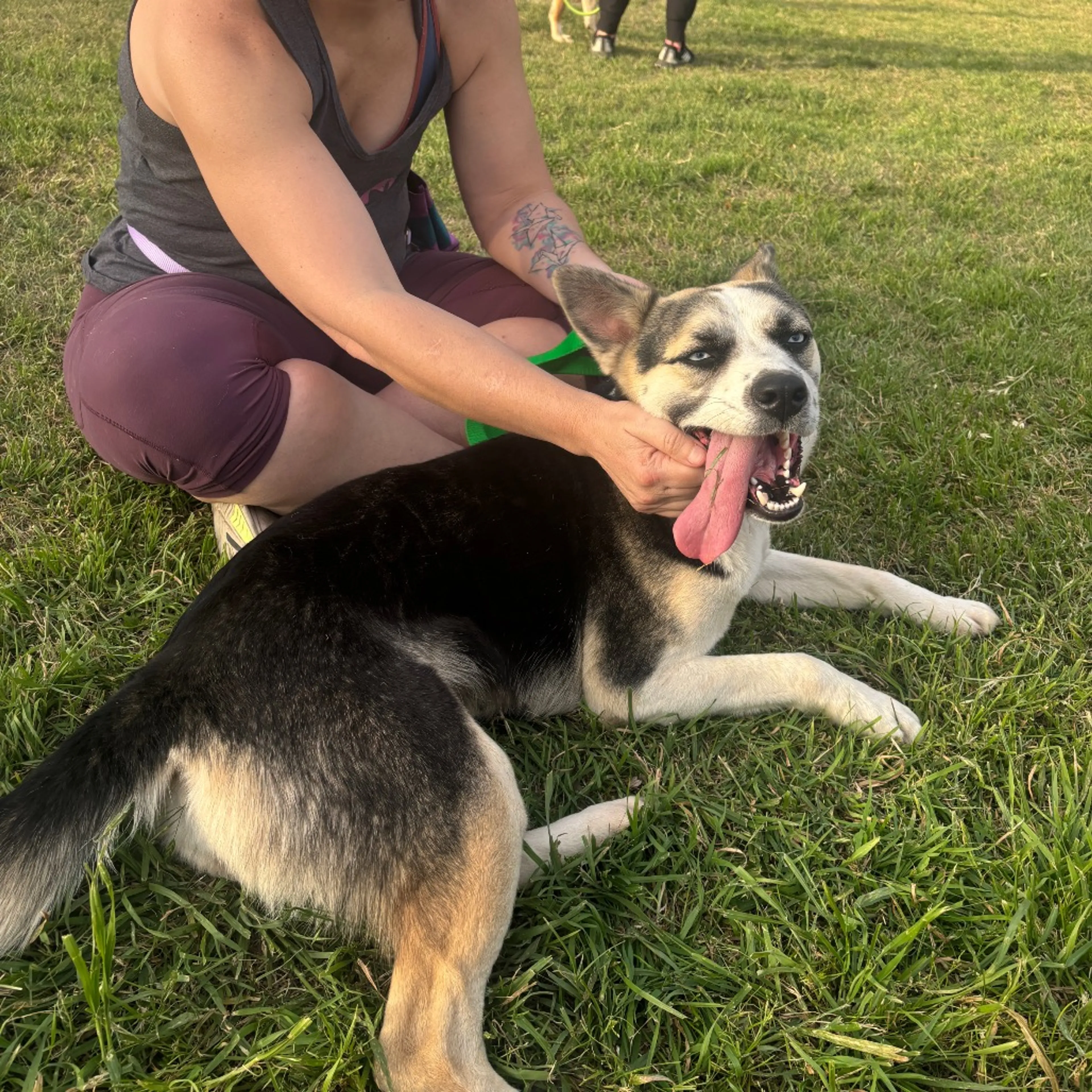 Found pet-9
