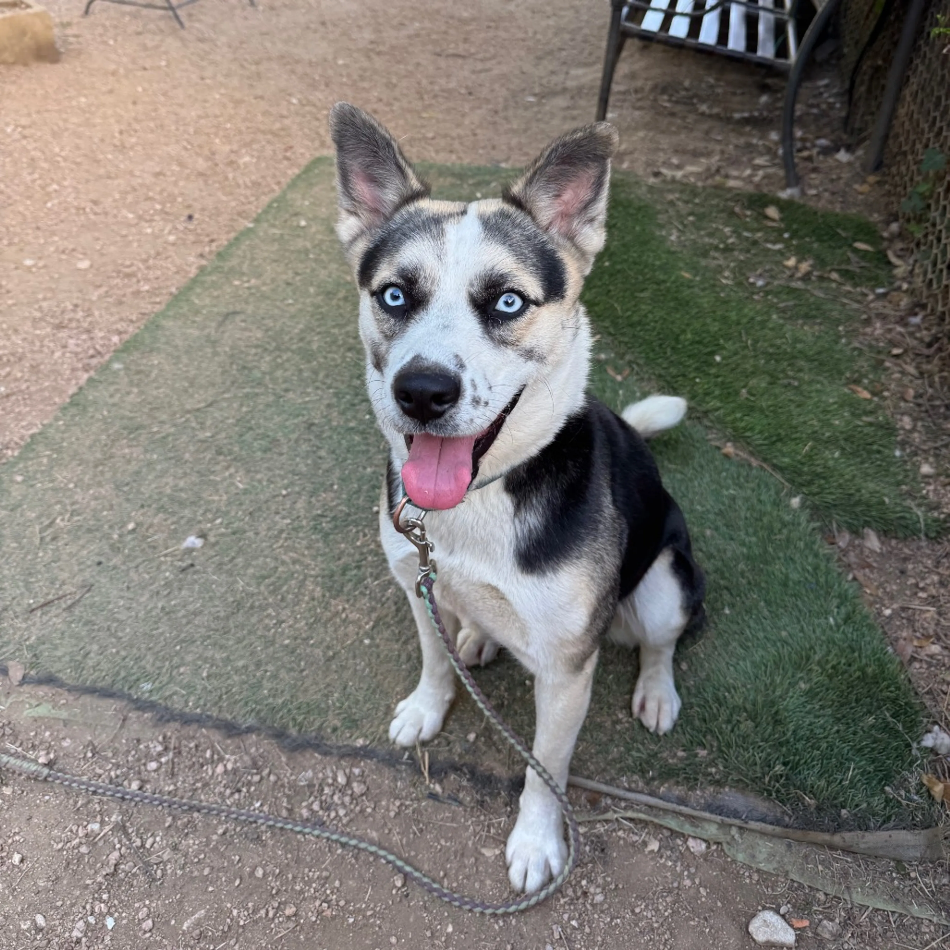 Found pet-12