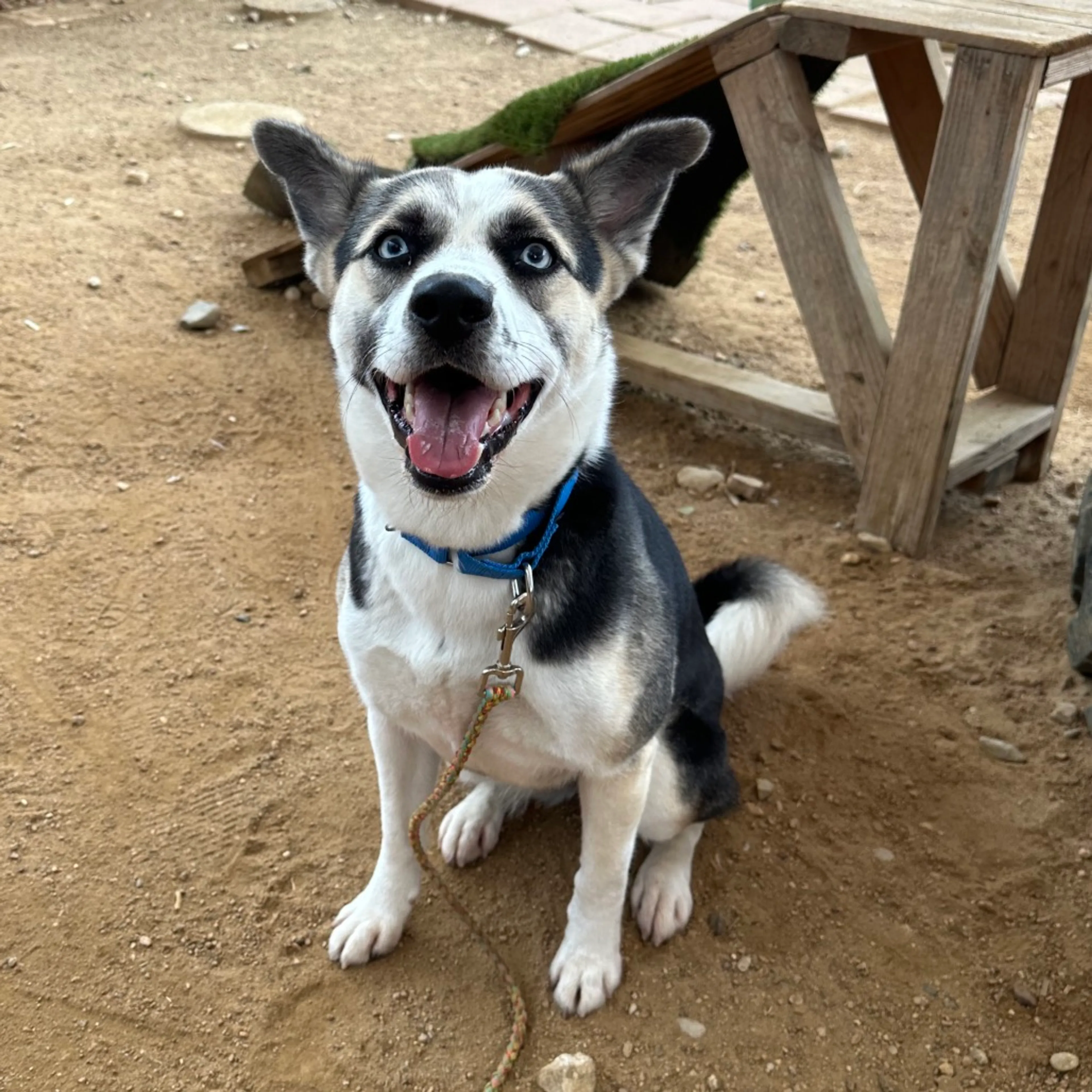 Found pet-2