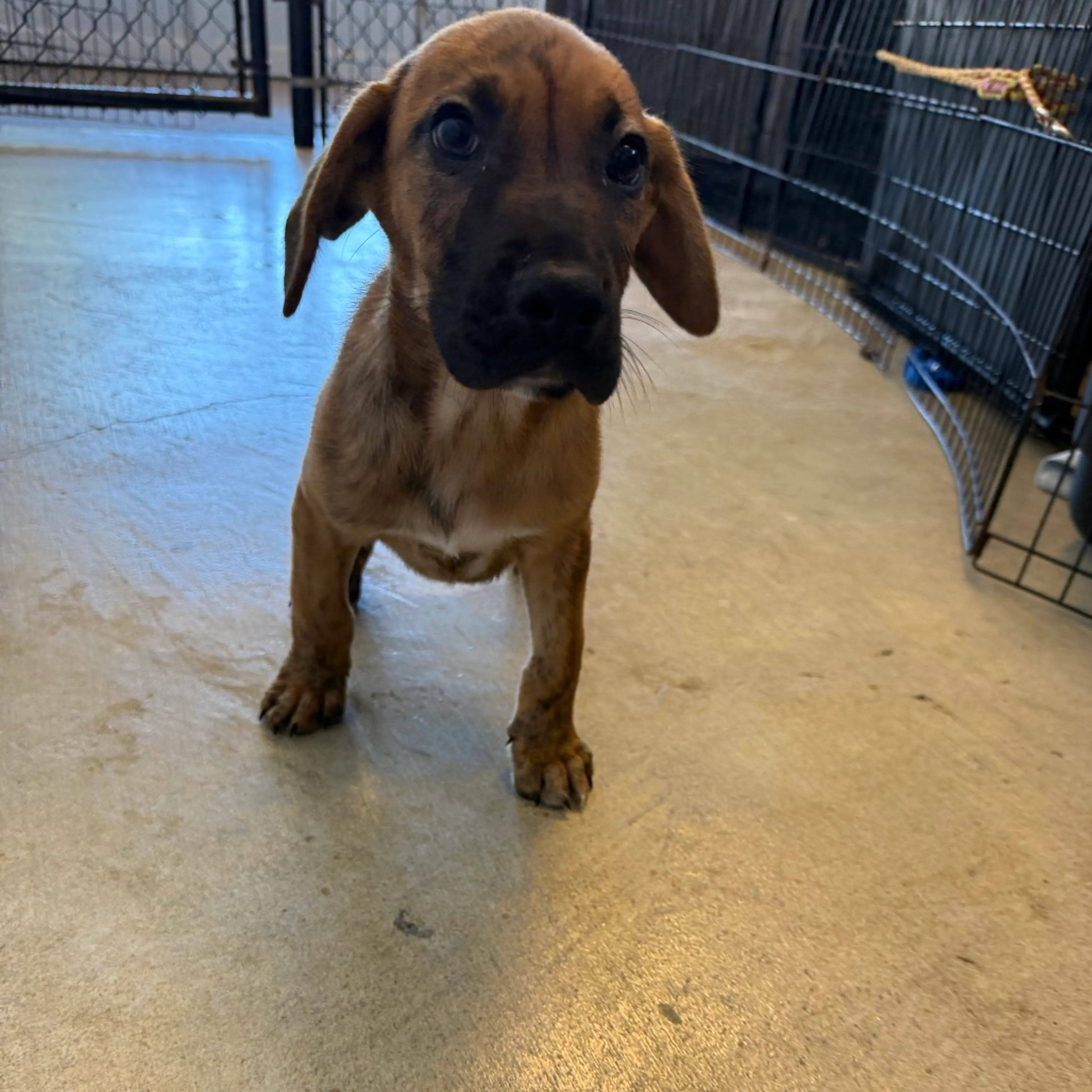 Found pet