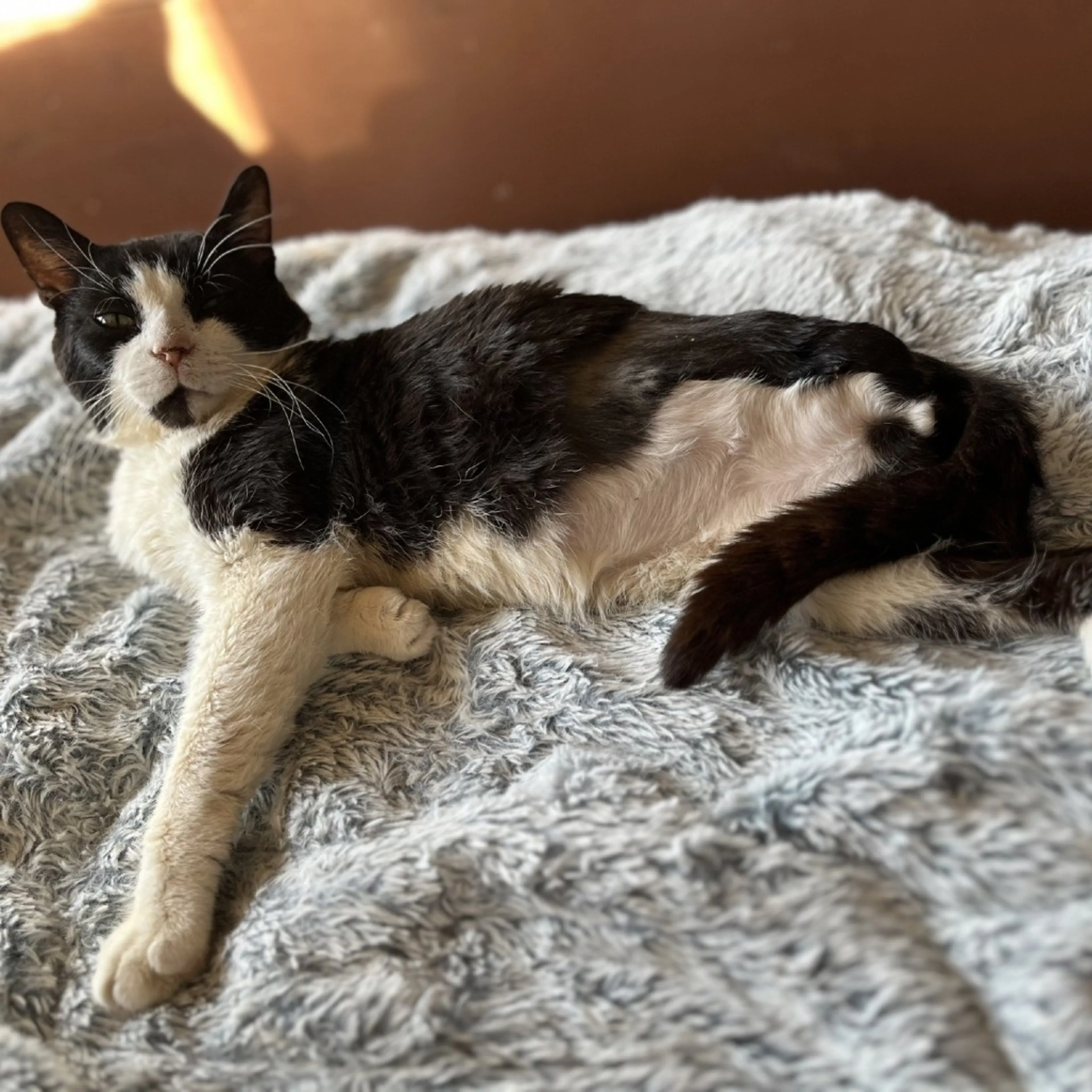 Found pet-2