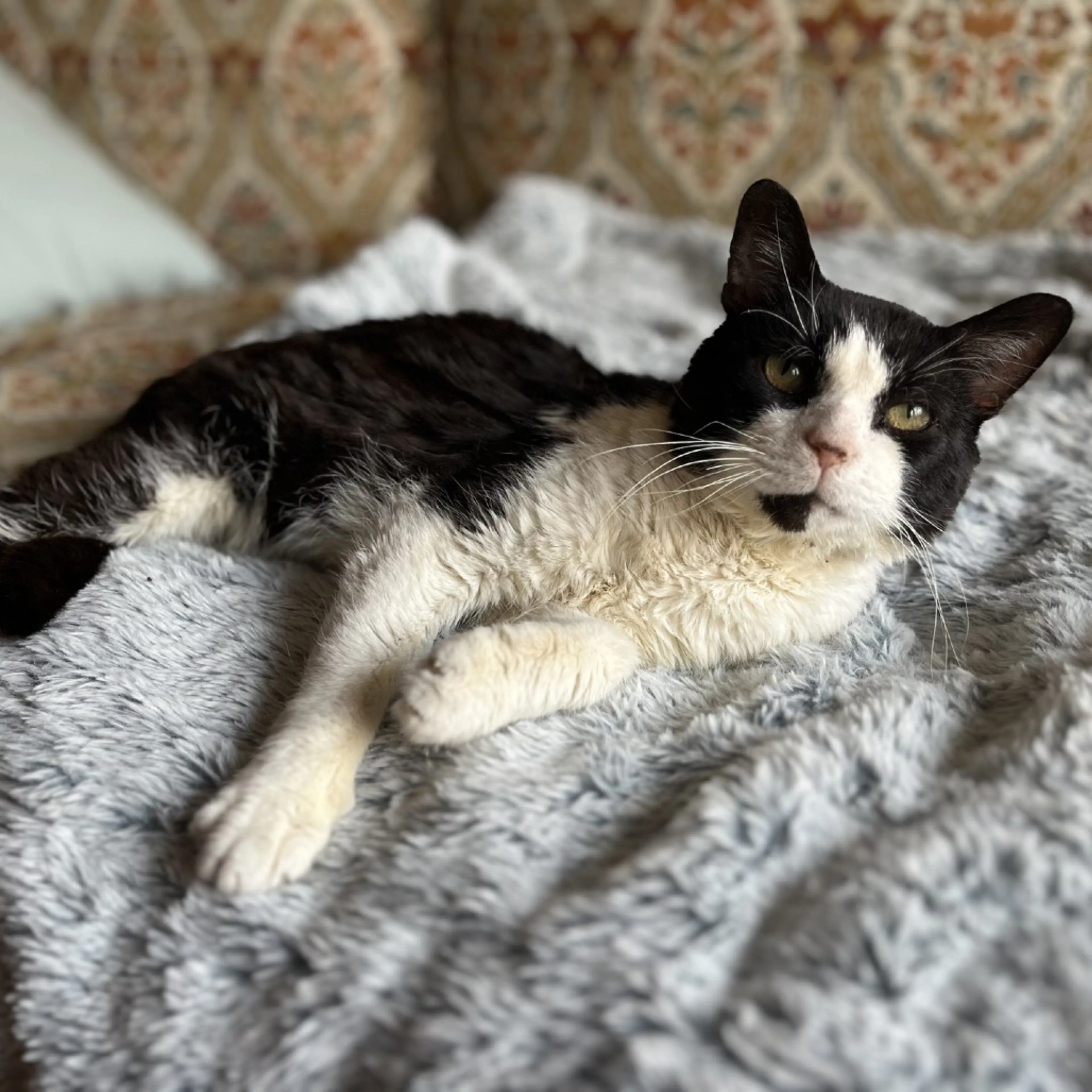 Found pet-1