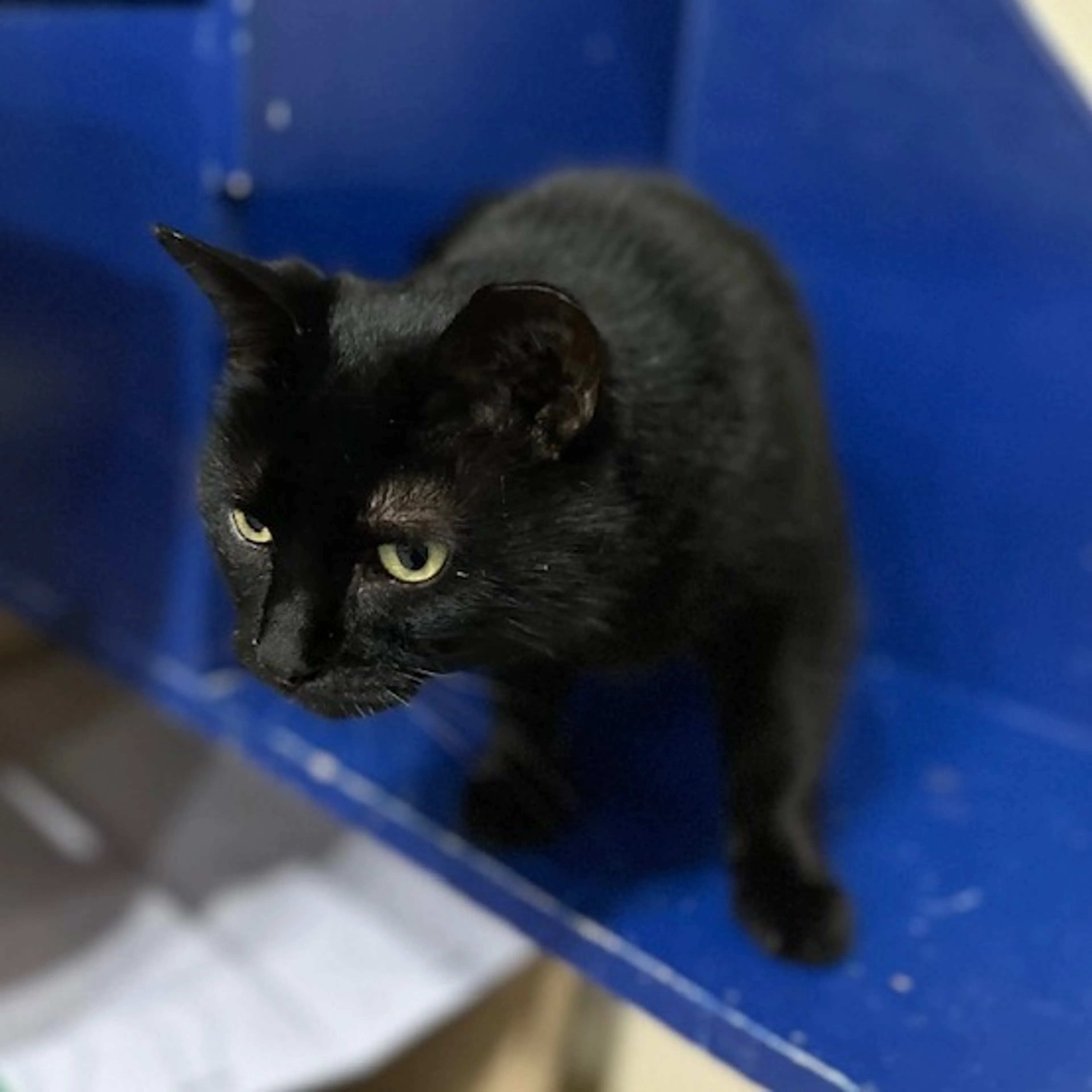 Found pet-1