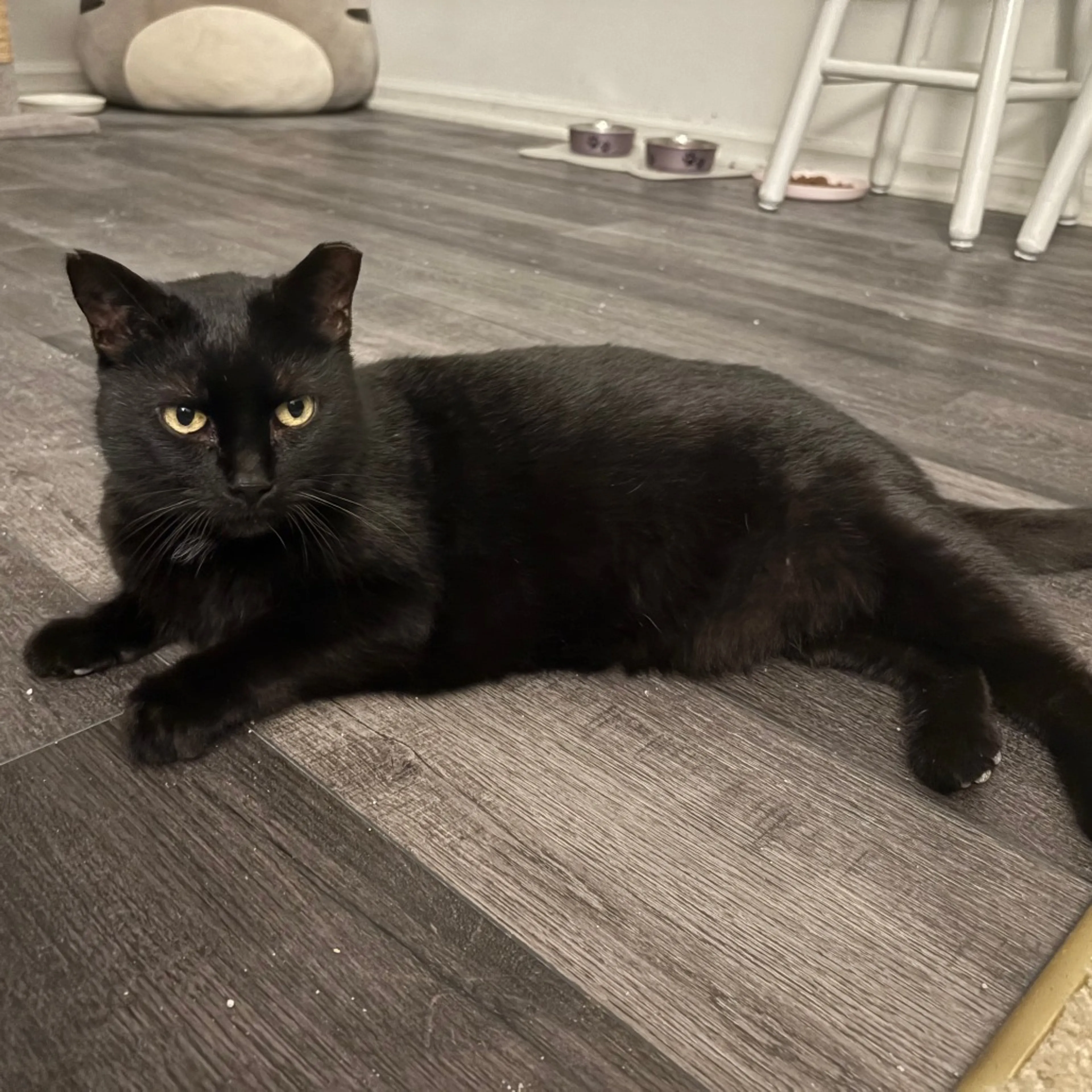Found pet-0
