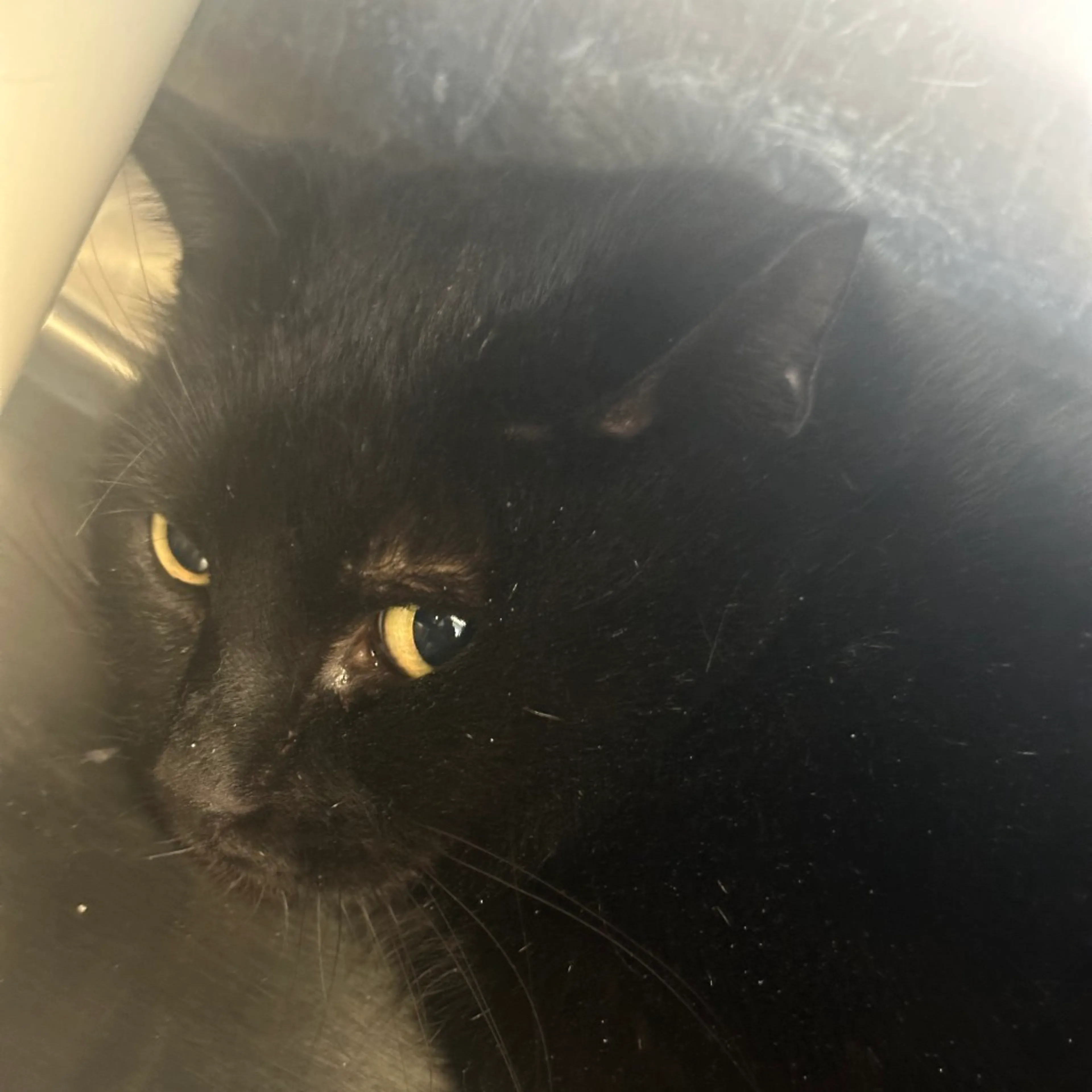 Found pet-2