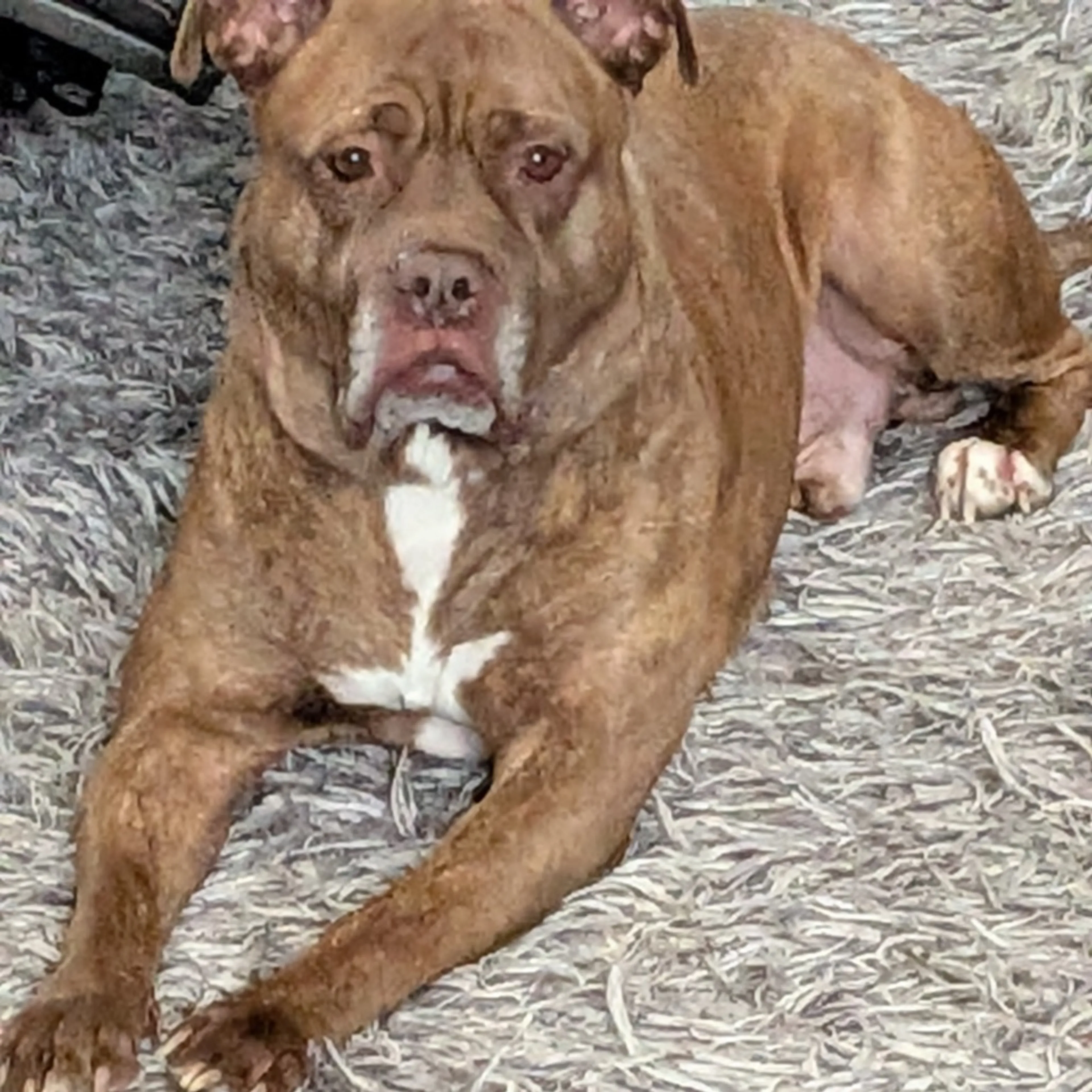 Found pet-8