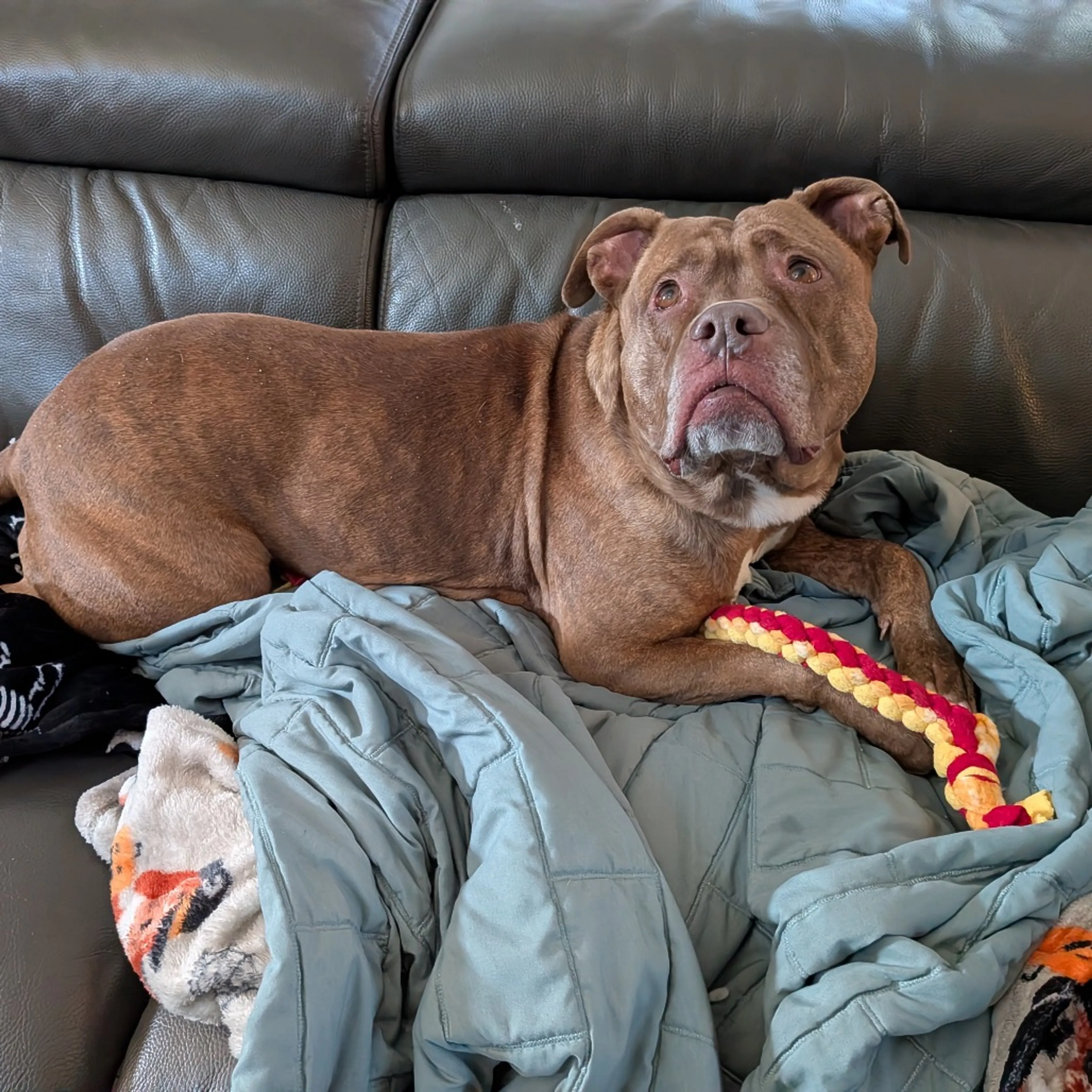 Found pet-6