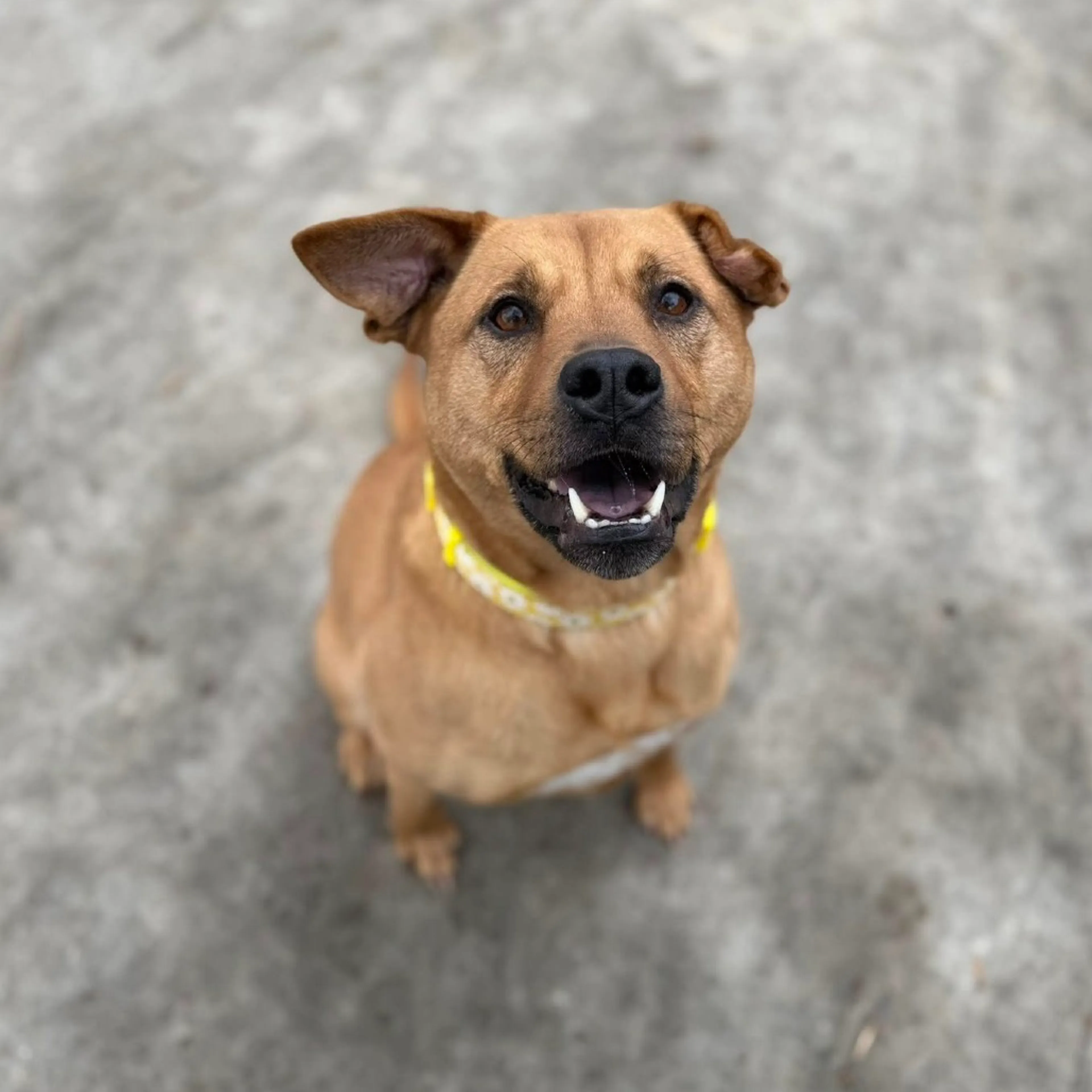 Found pet-1