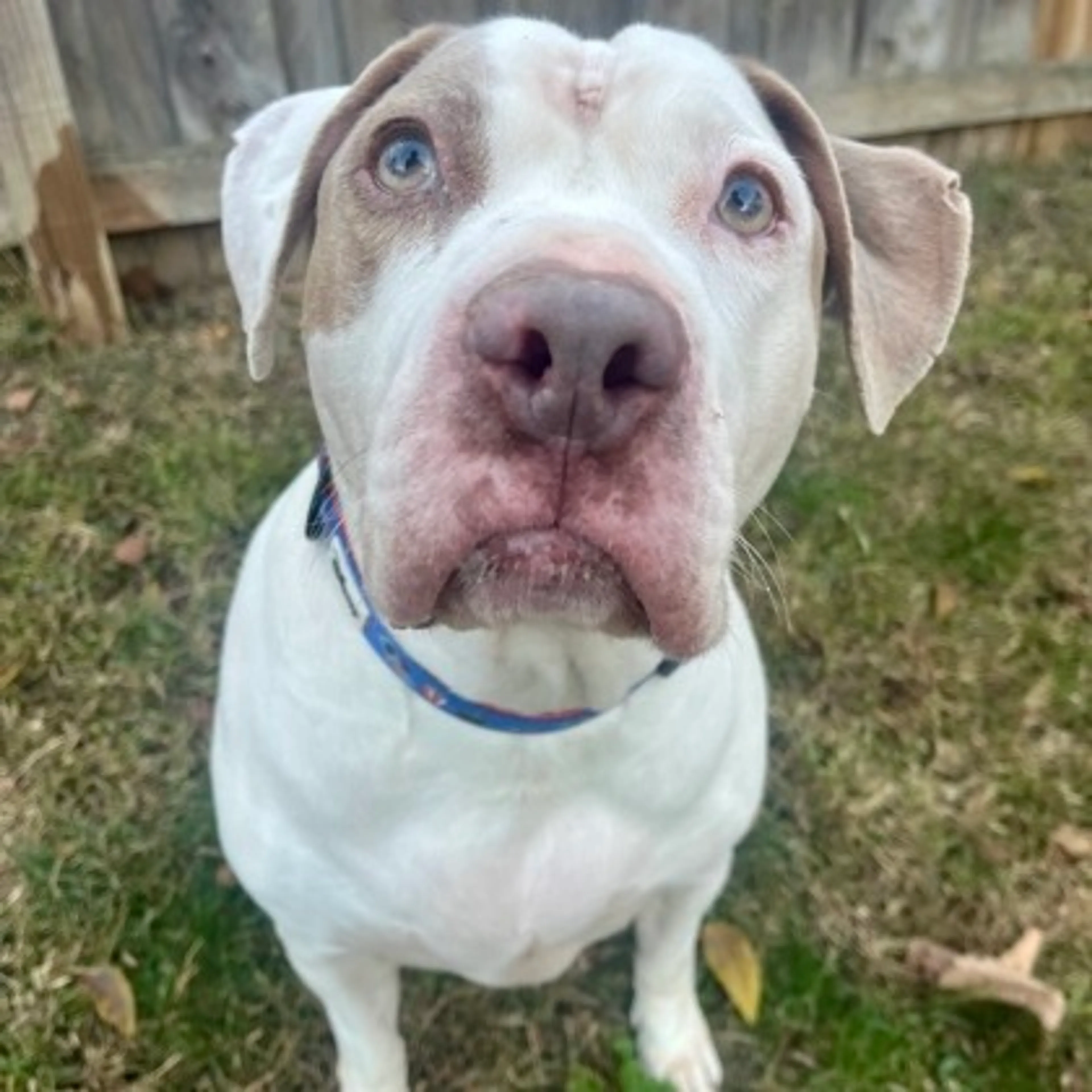 Found pet-2