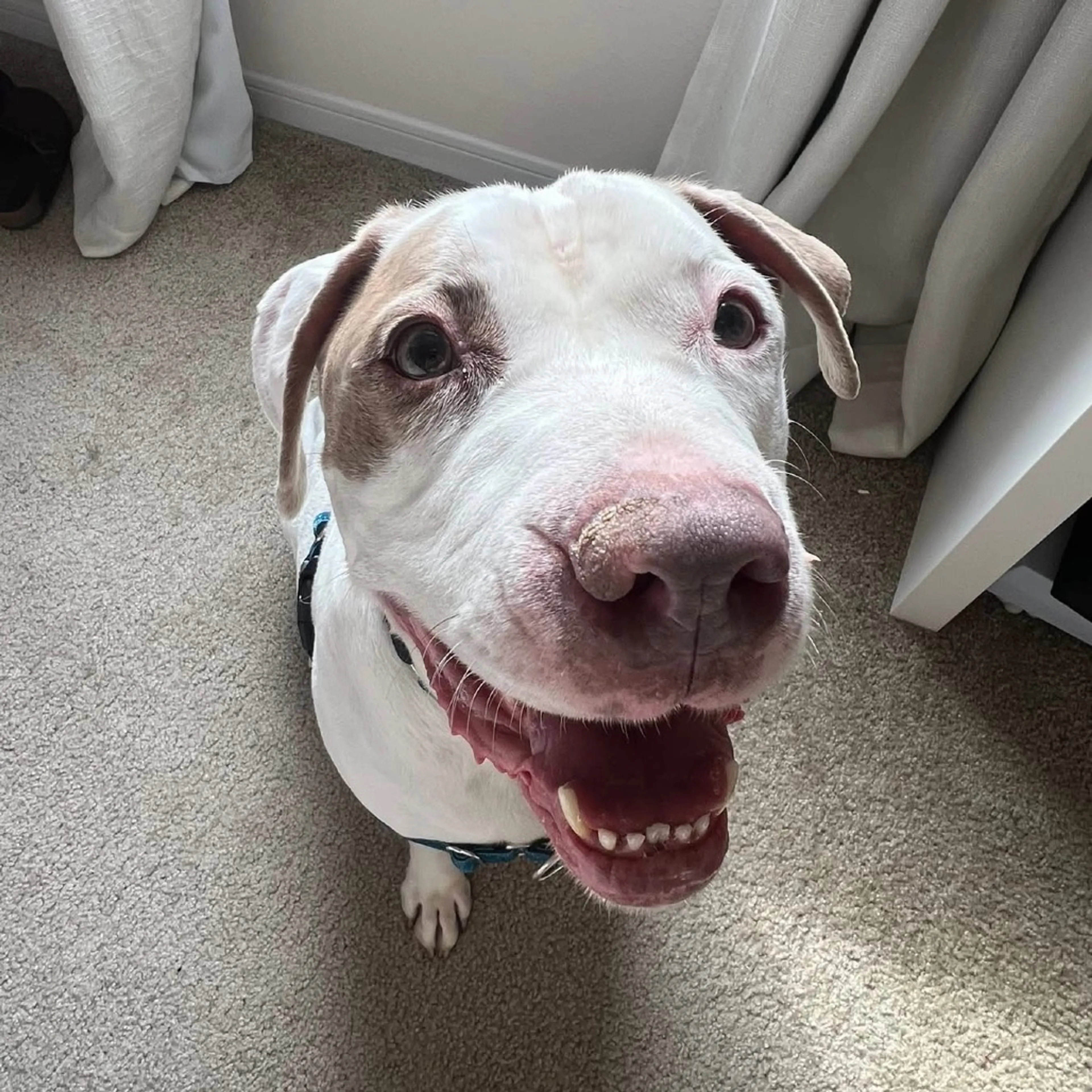 Found pet-9