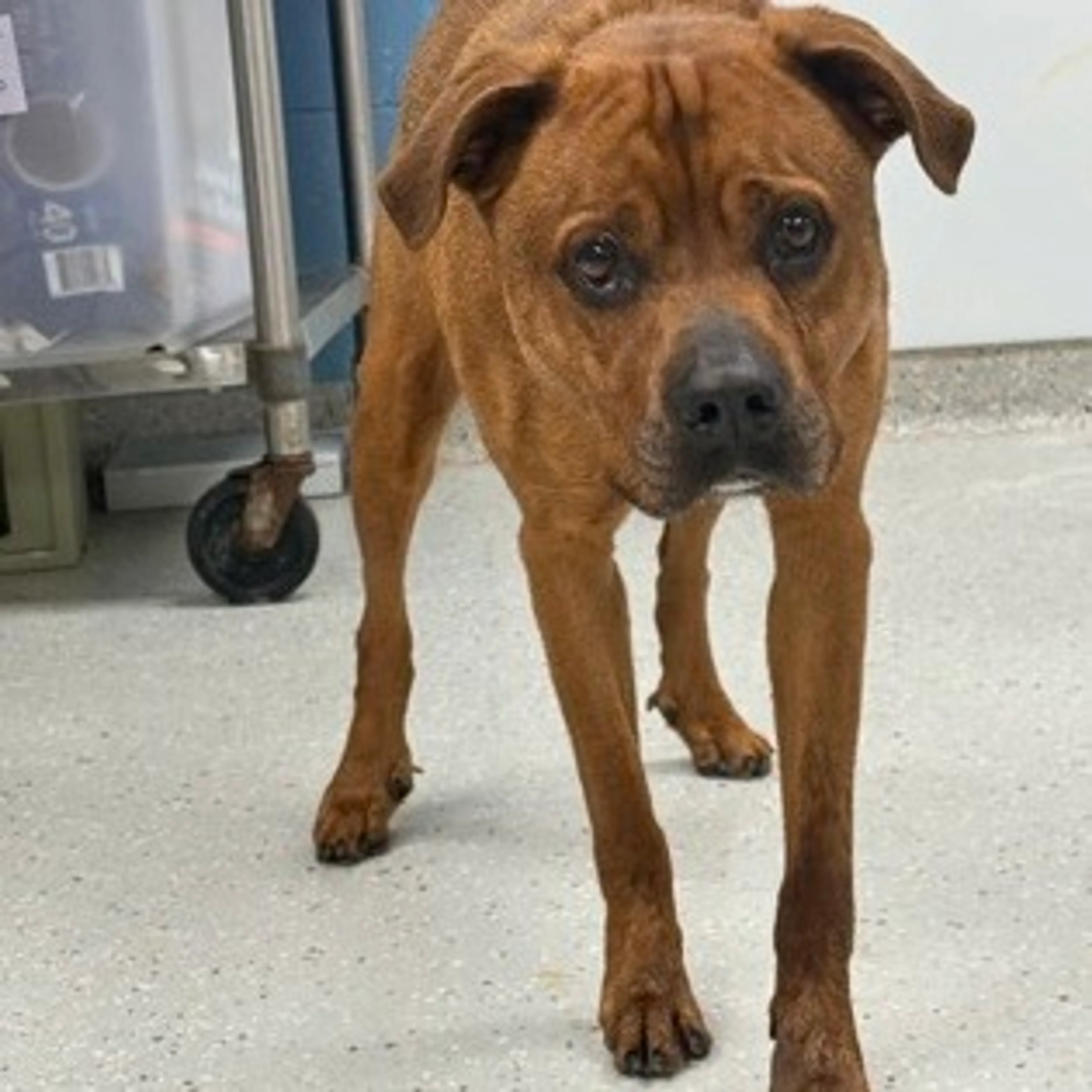 Found pet-4