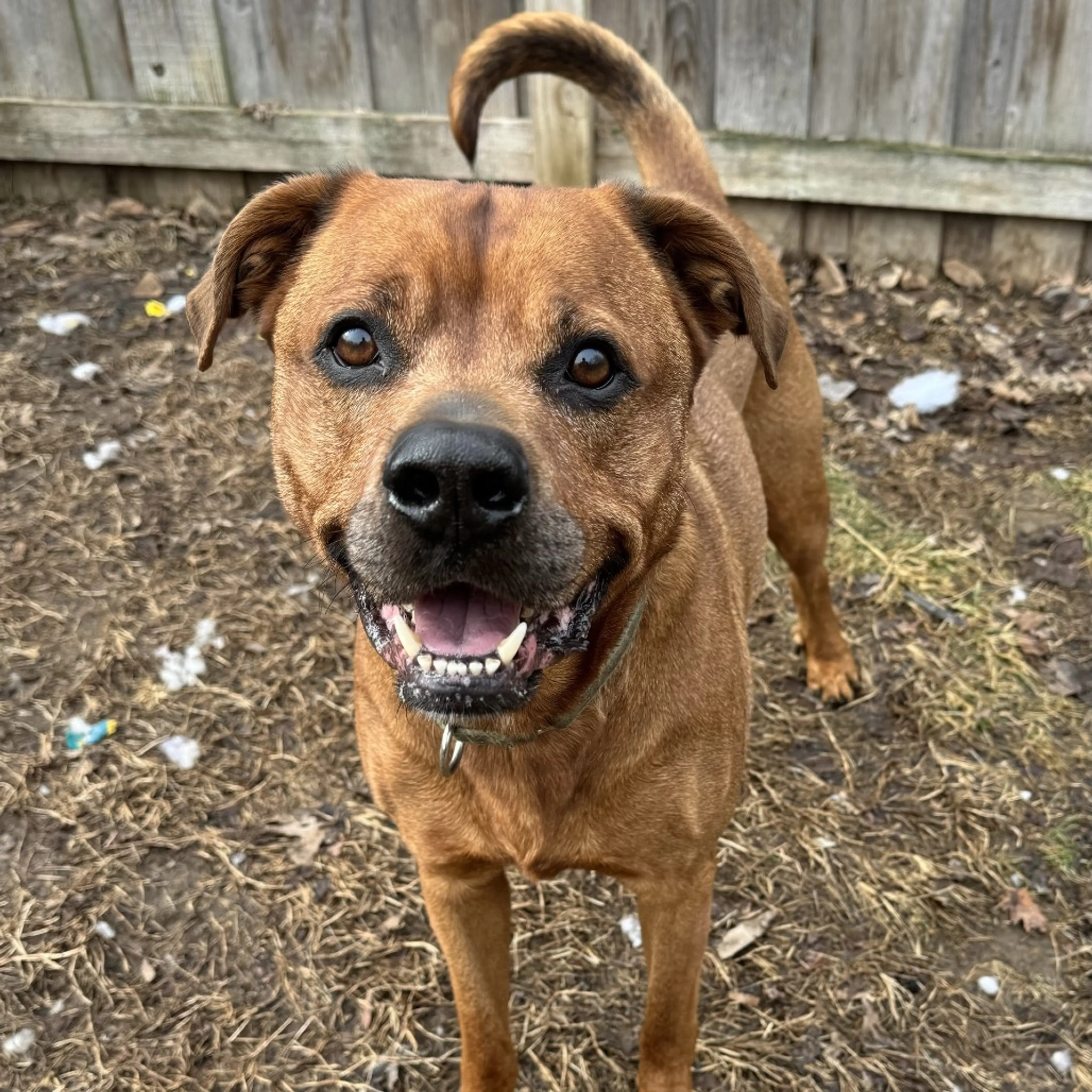 Found pet-6