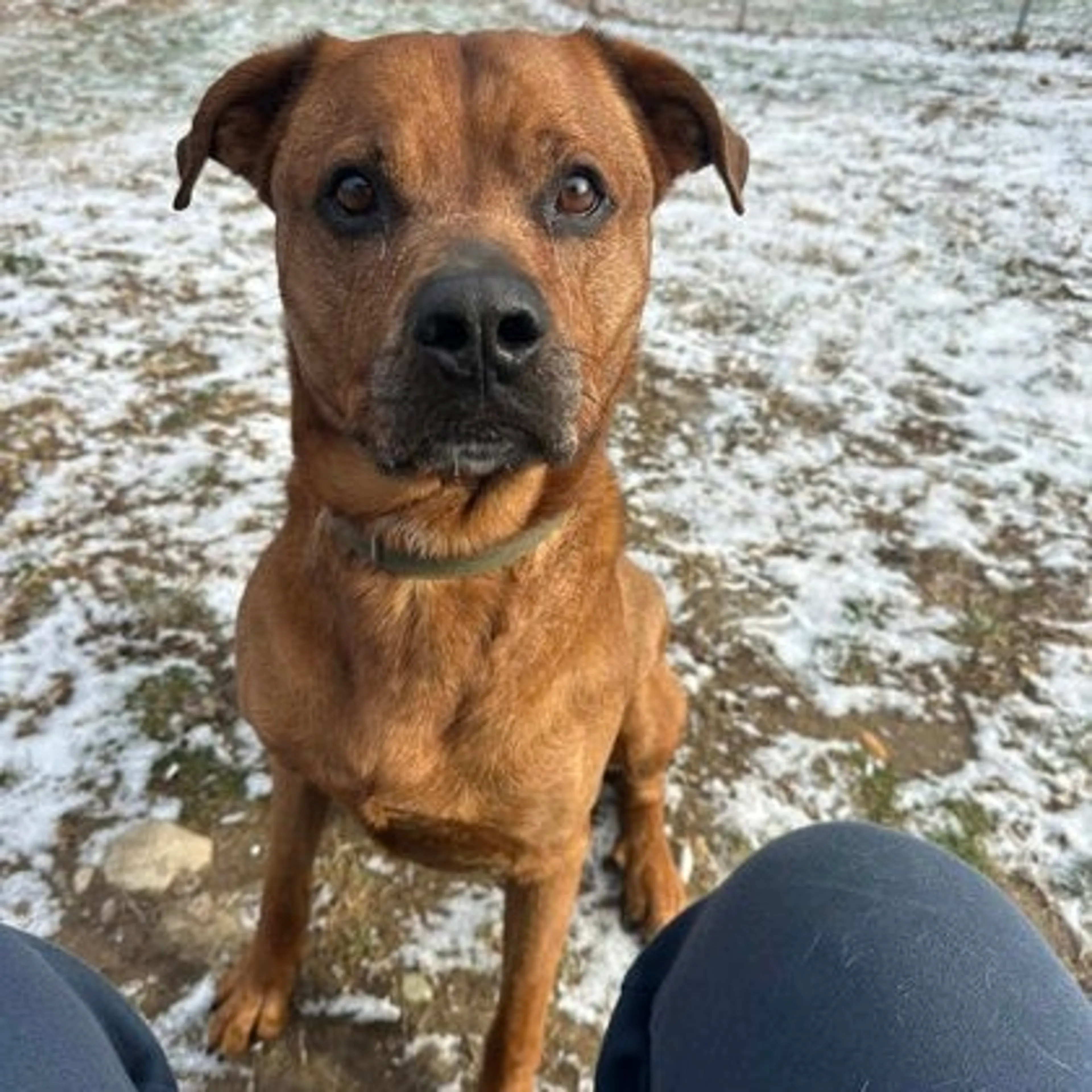 Found pet-2