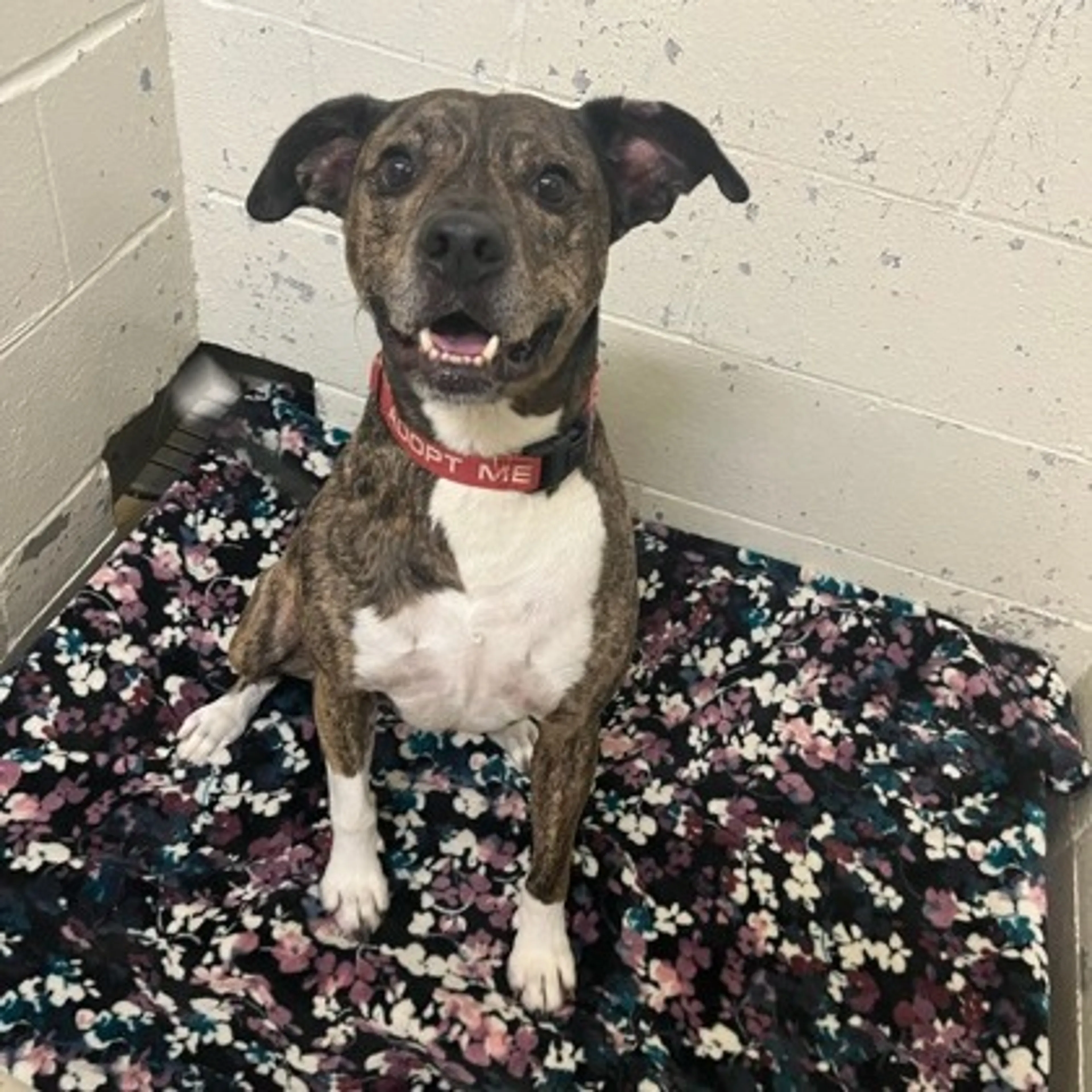 Found pet-11