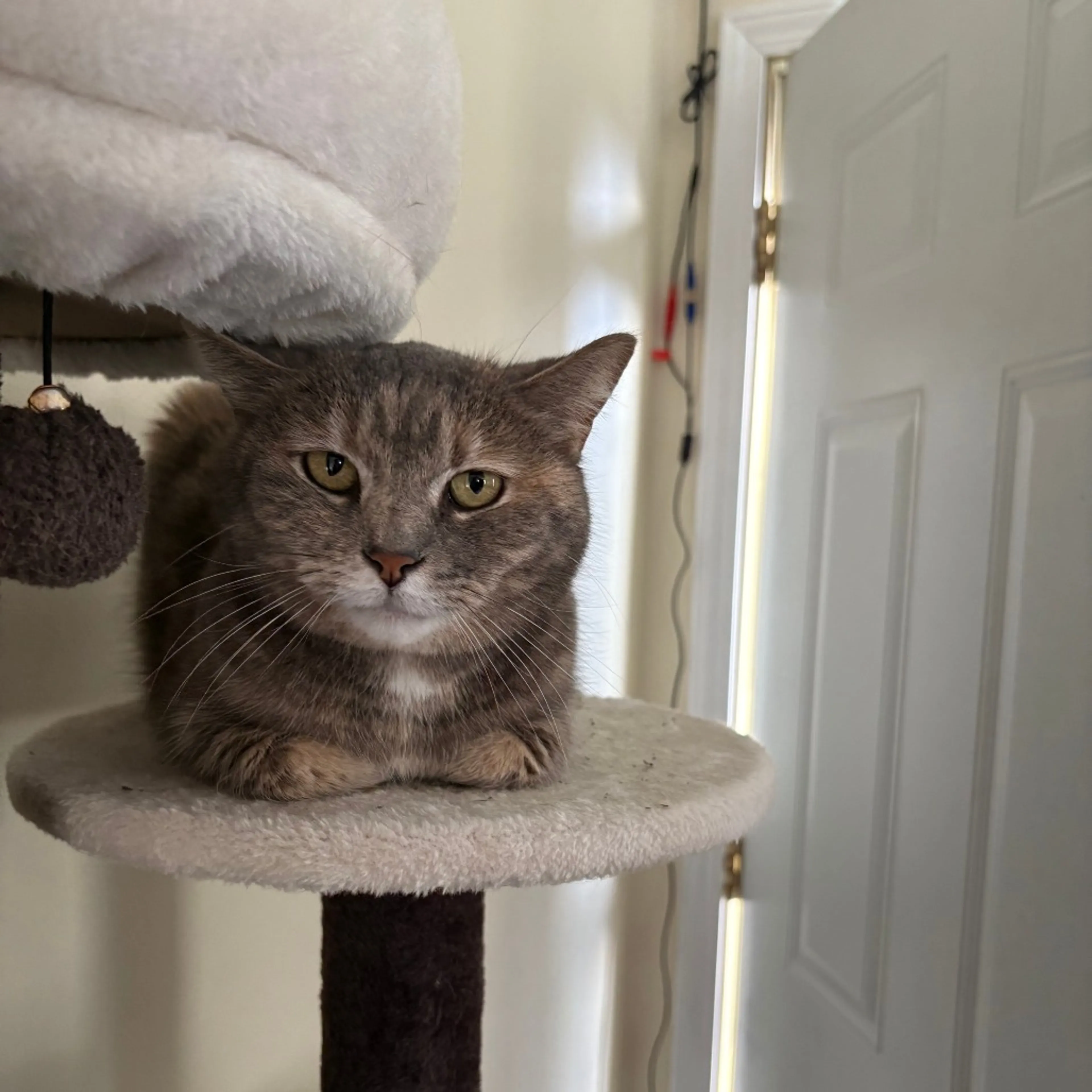 Found pet-4