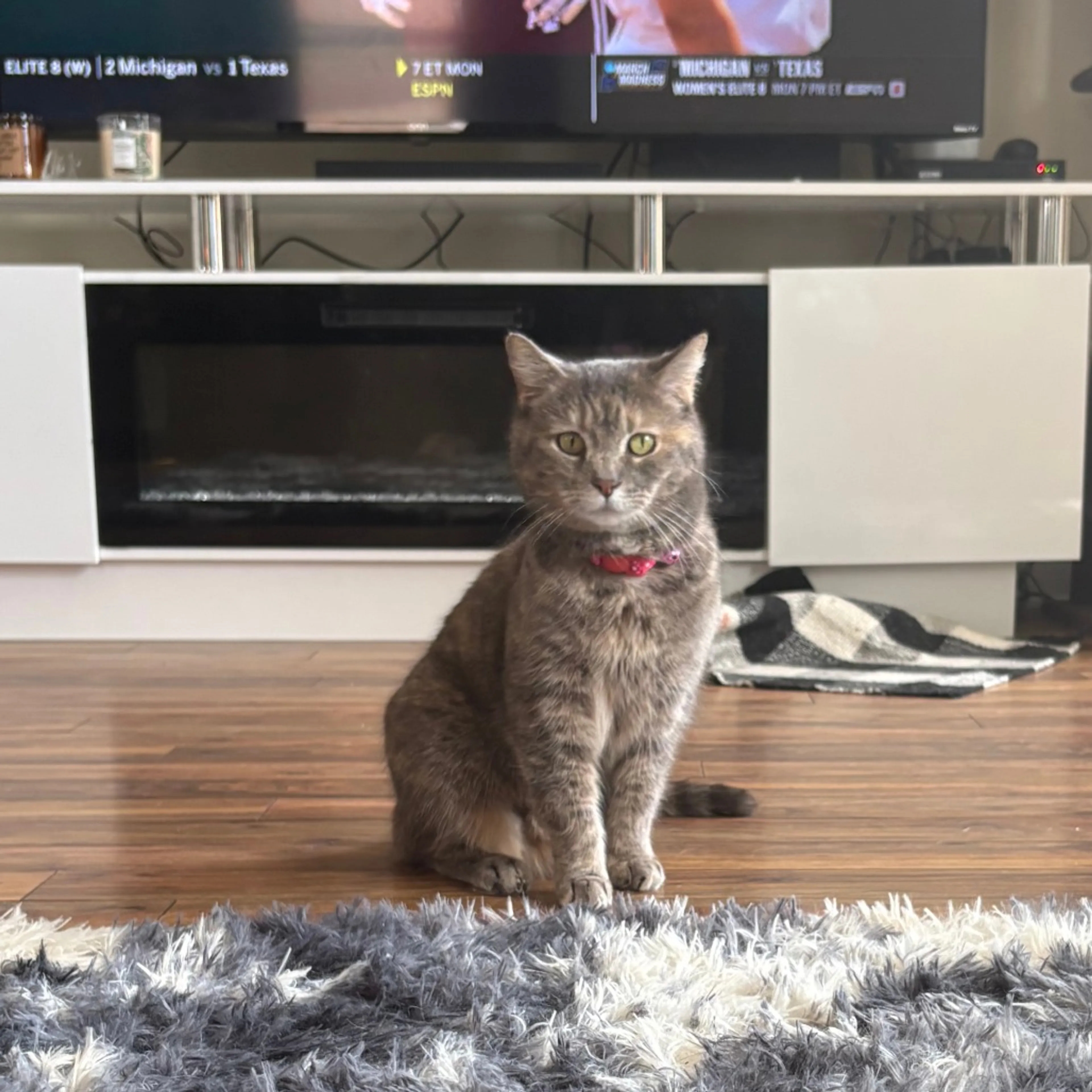 Found pet-2