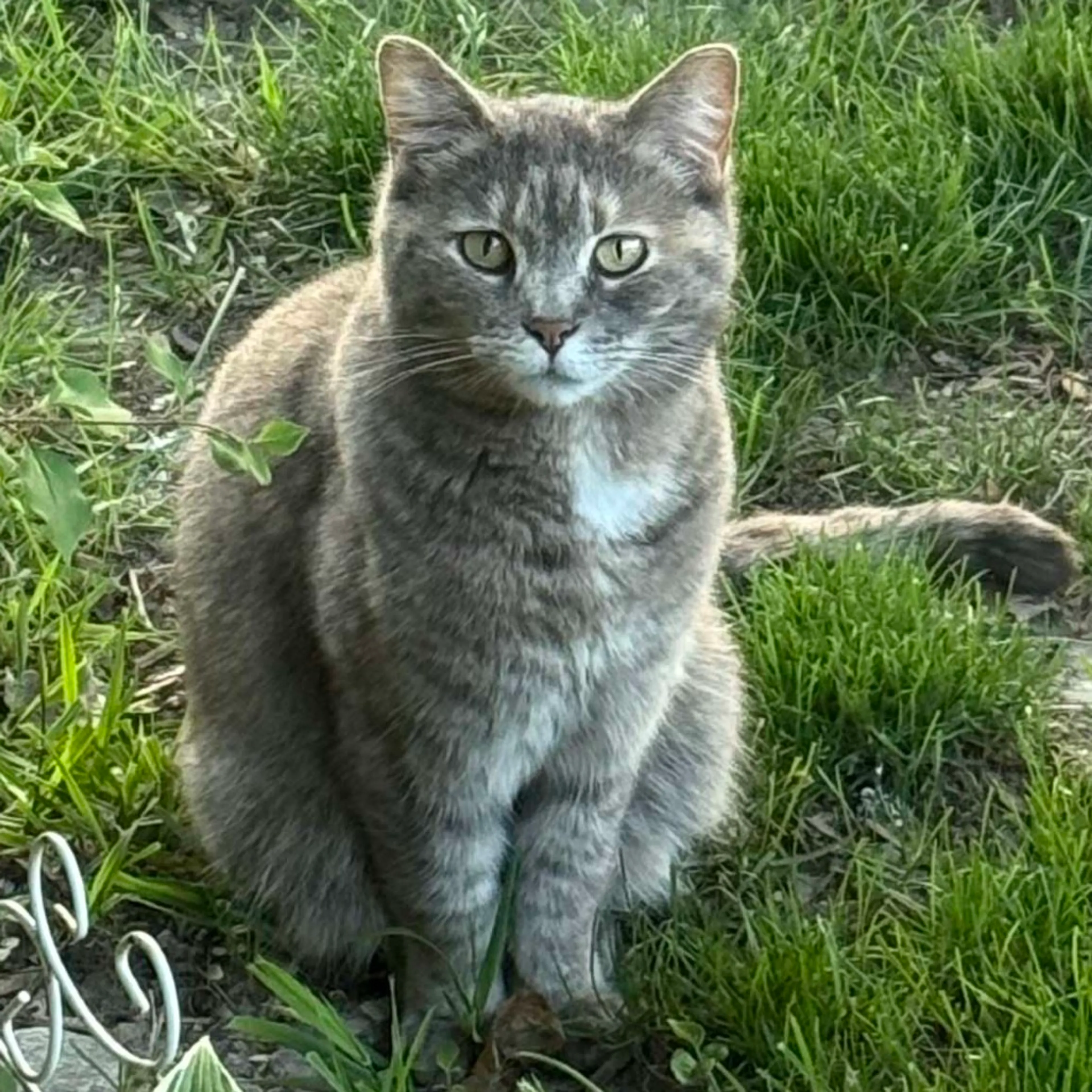 Found pet-3
