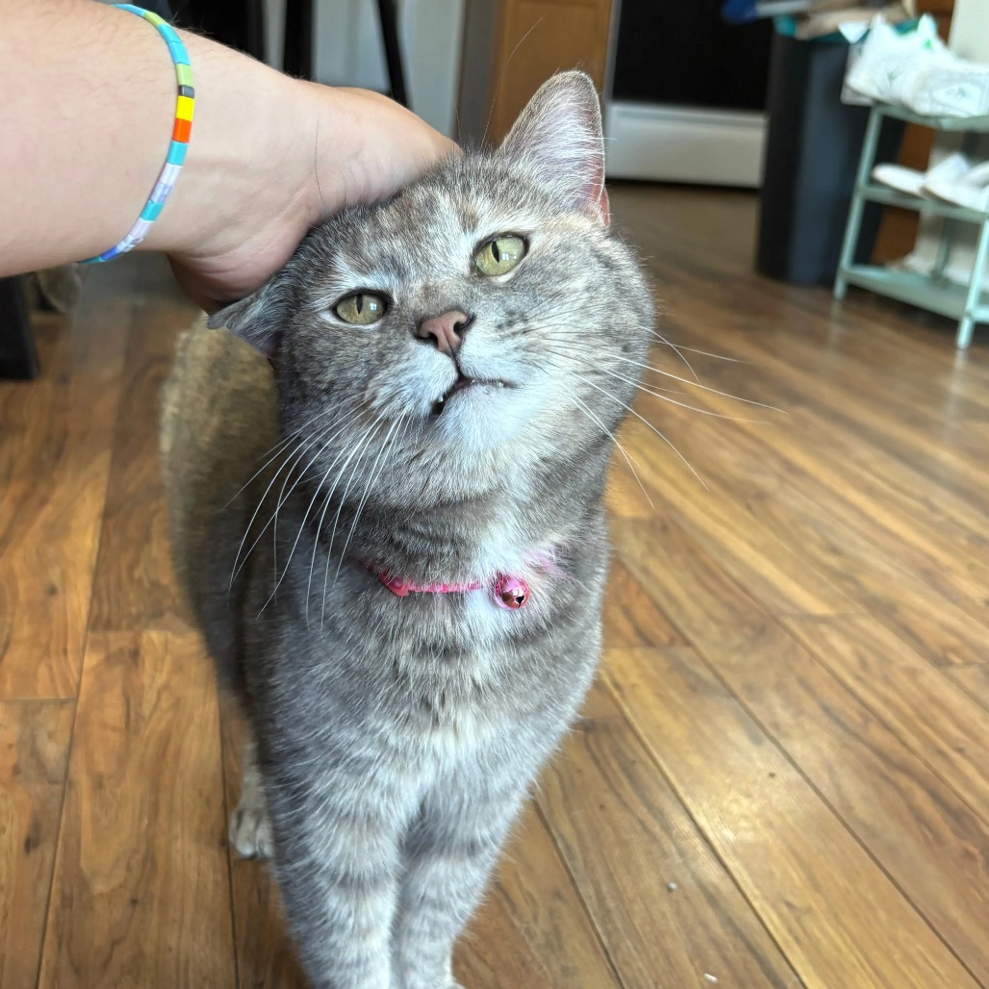 Found pet-1