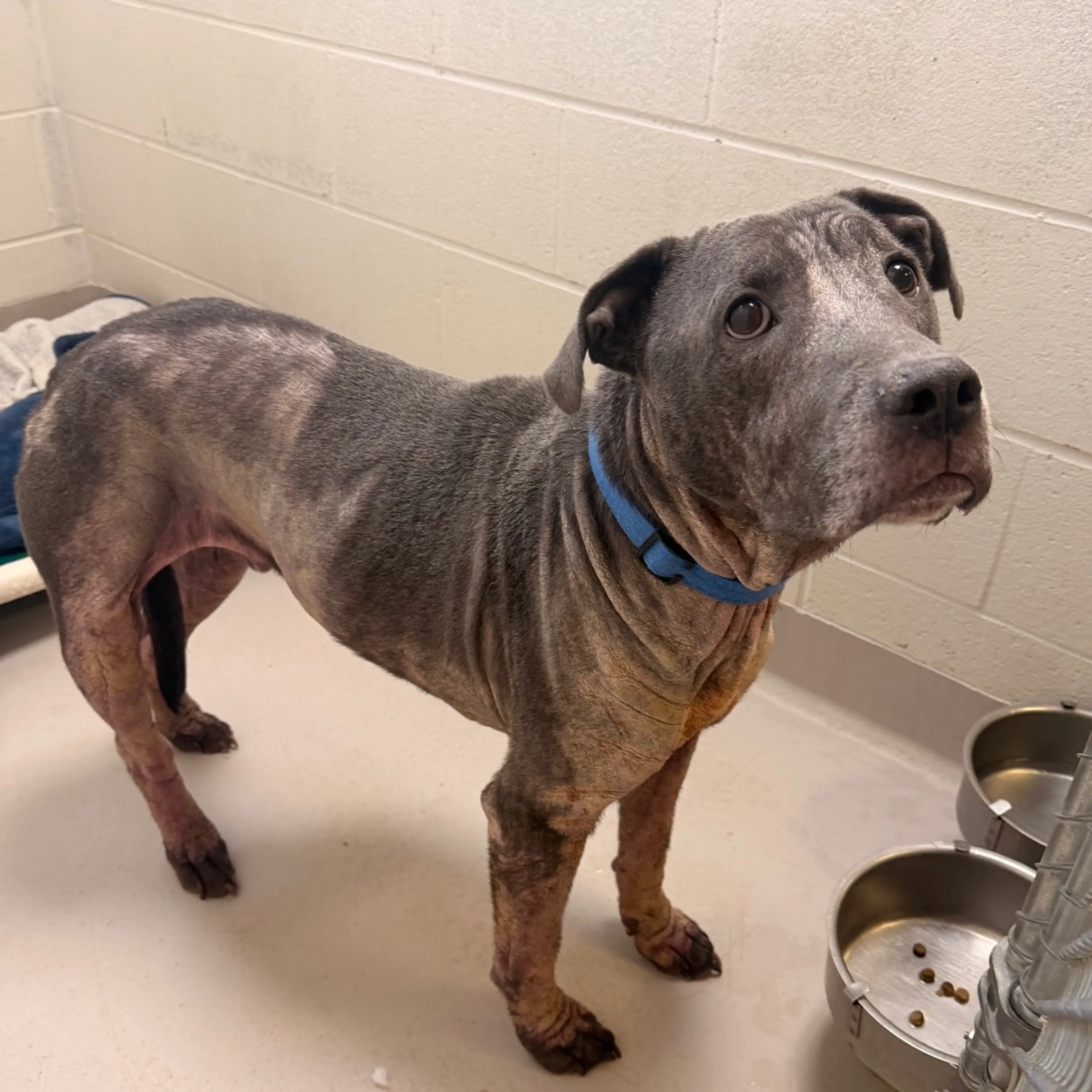 Found pet-4