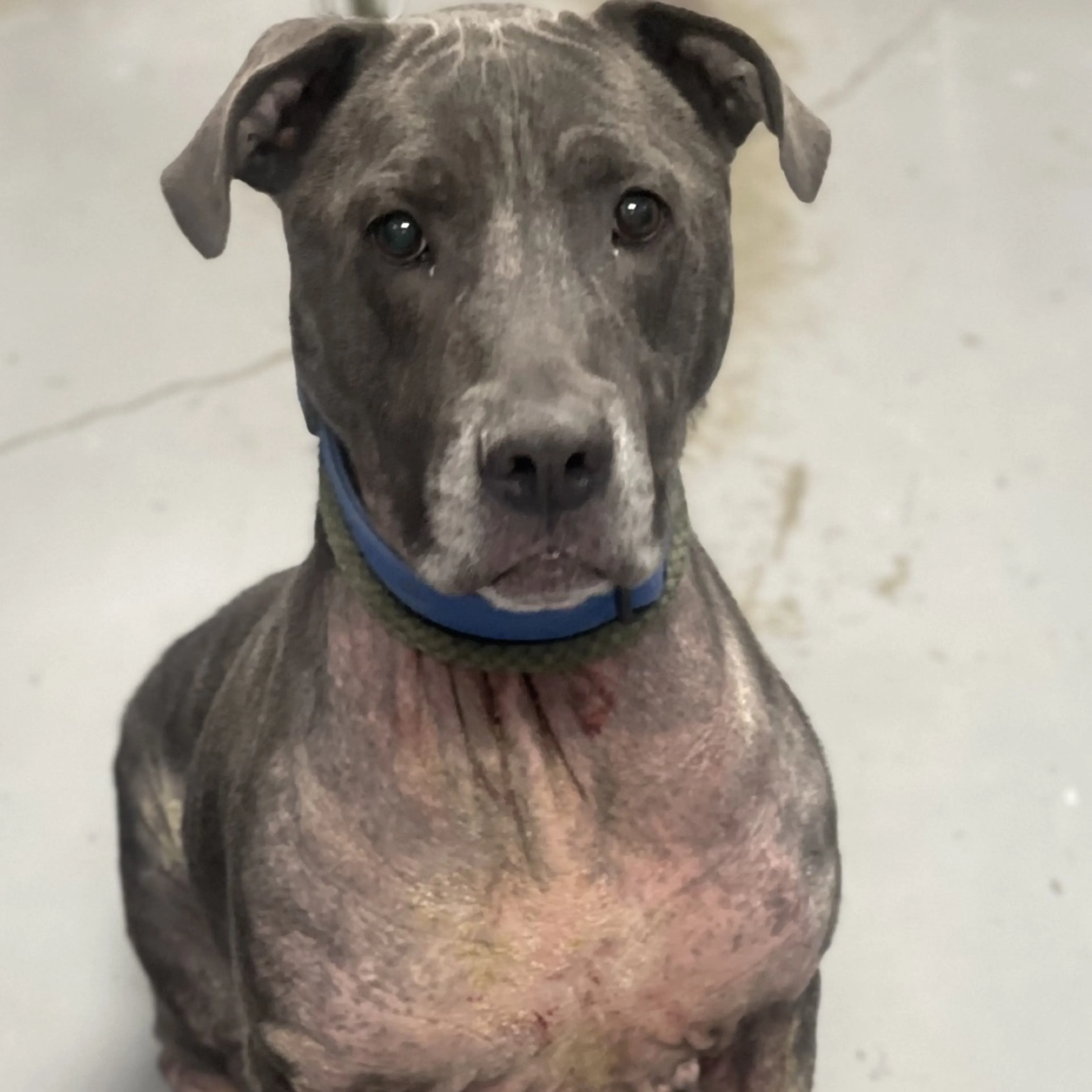 Found pet-2