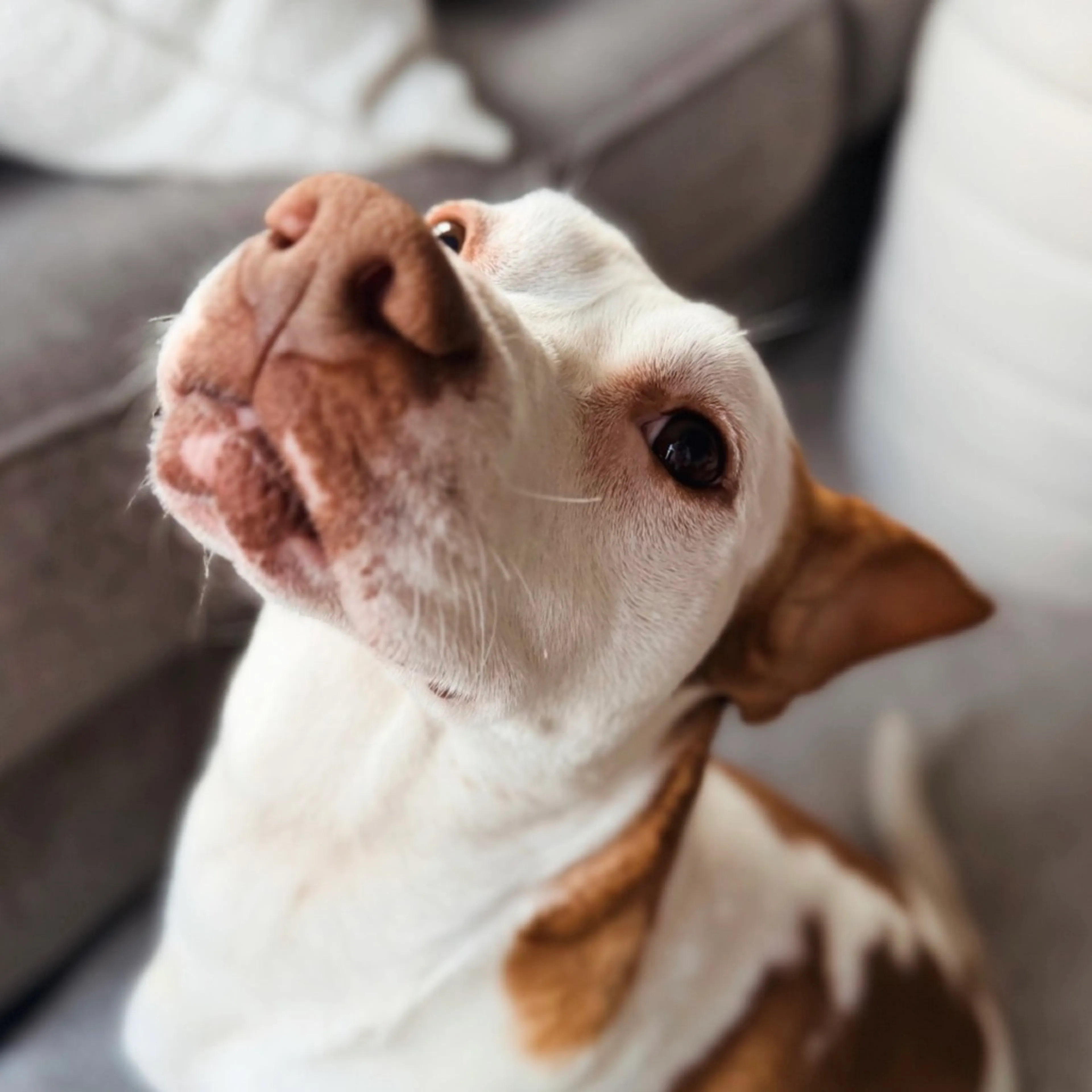 Found pet-4