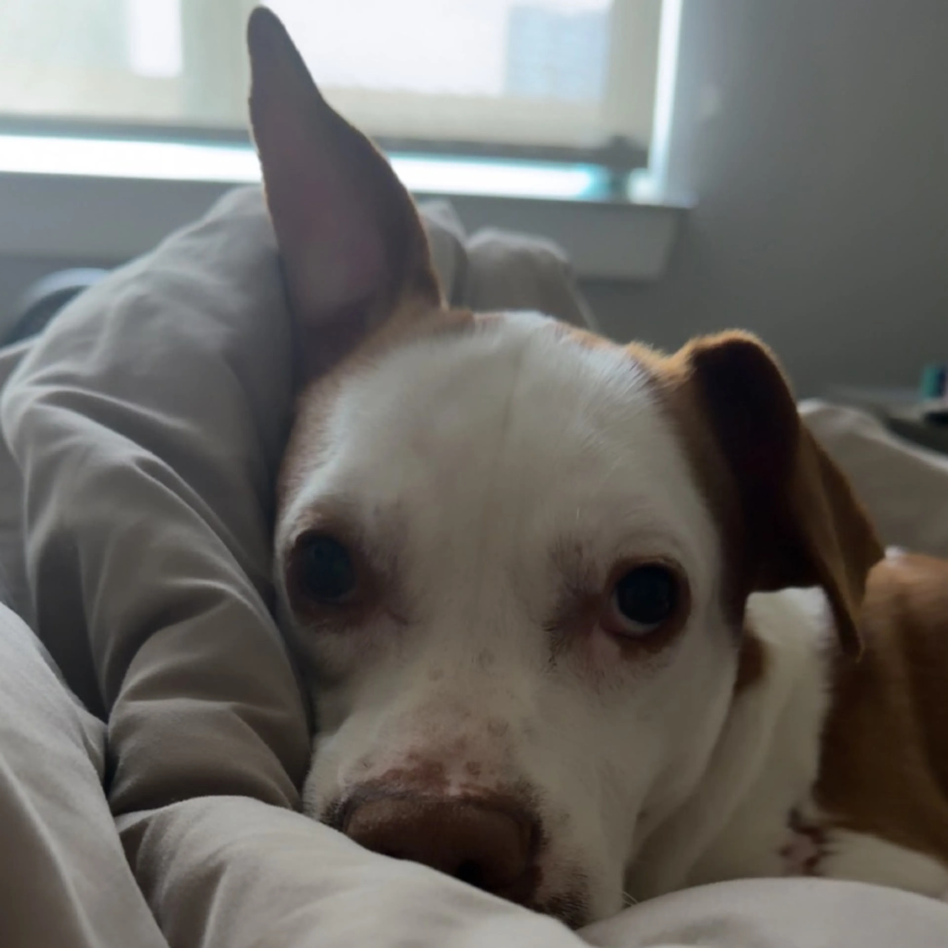 Found pet-5