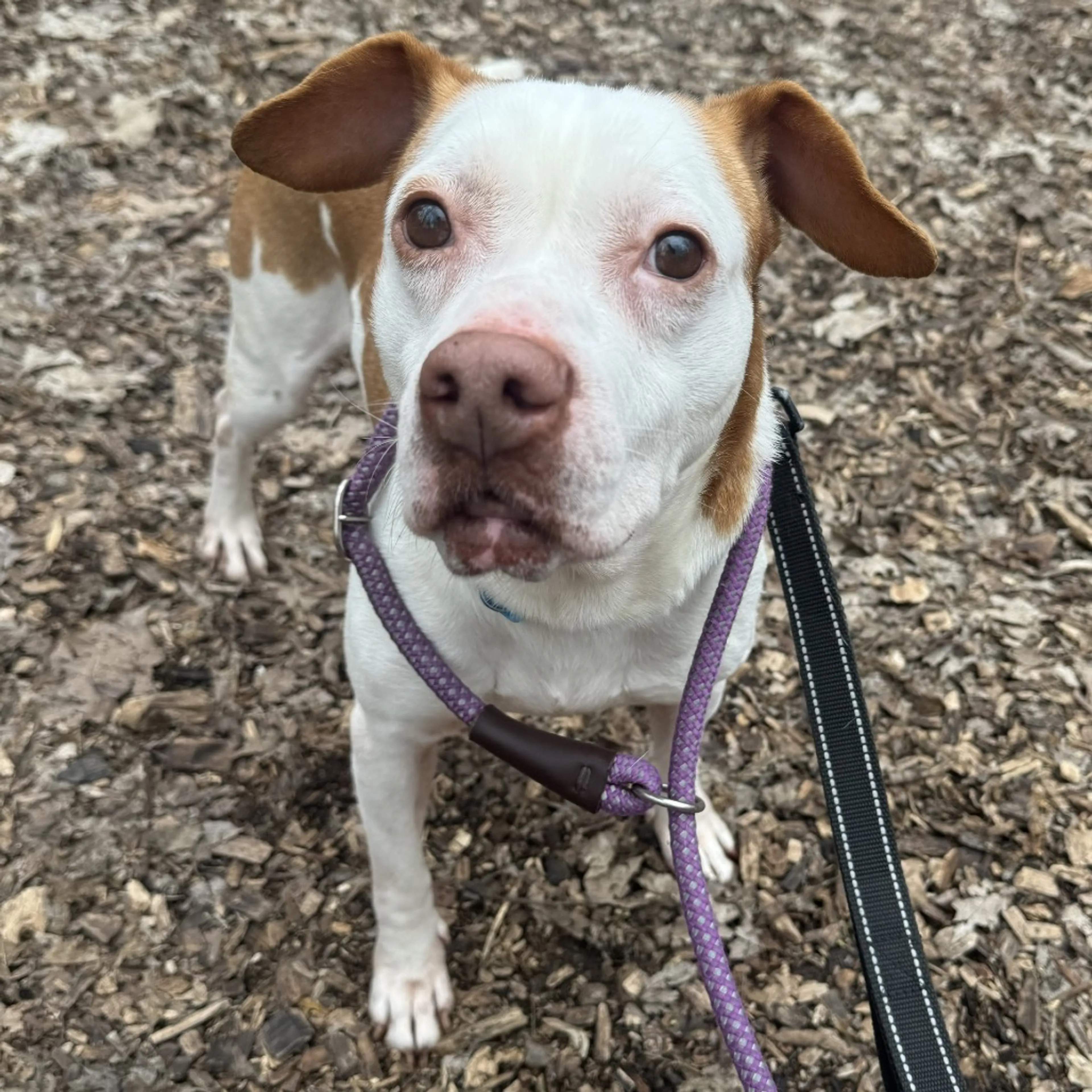 Found pet-7