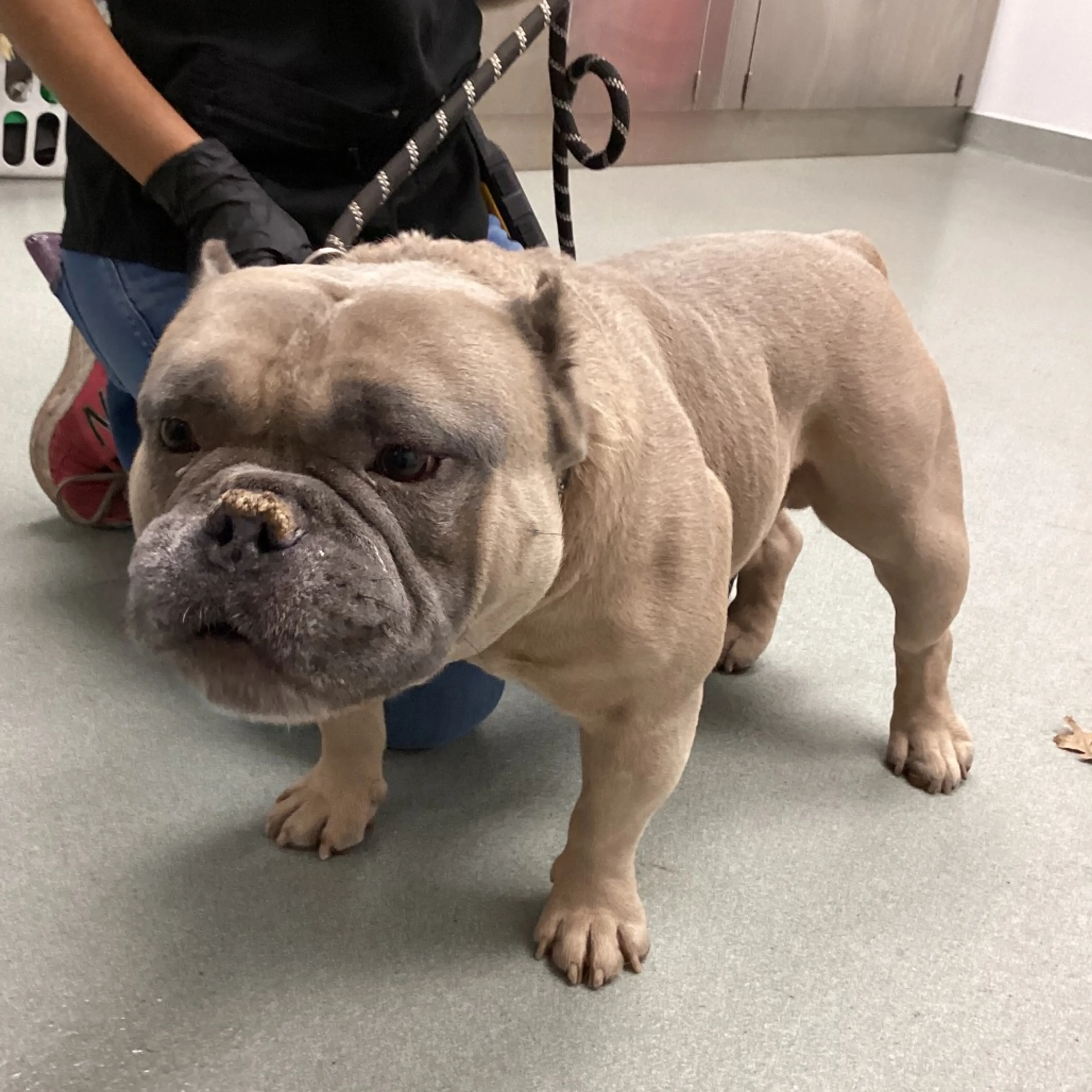 Found pet