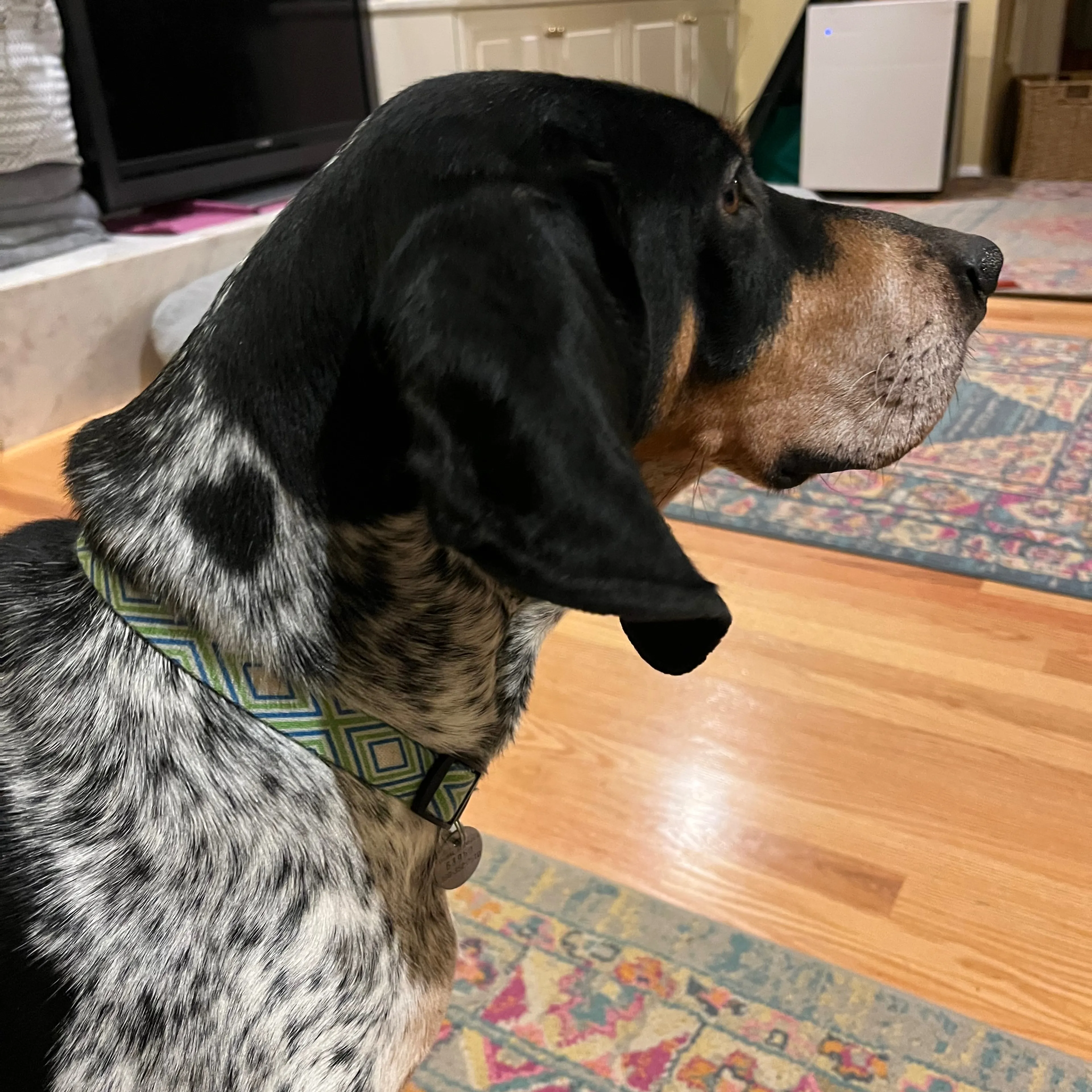 Lost pet-3